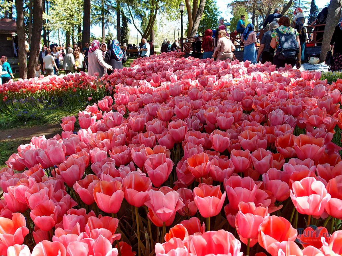 Фестиваль тюльпанов в стамбуле на