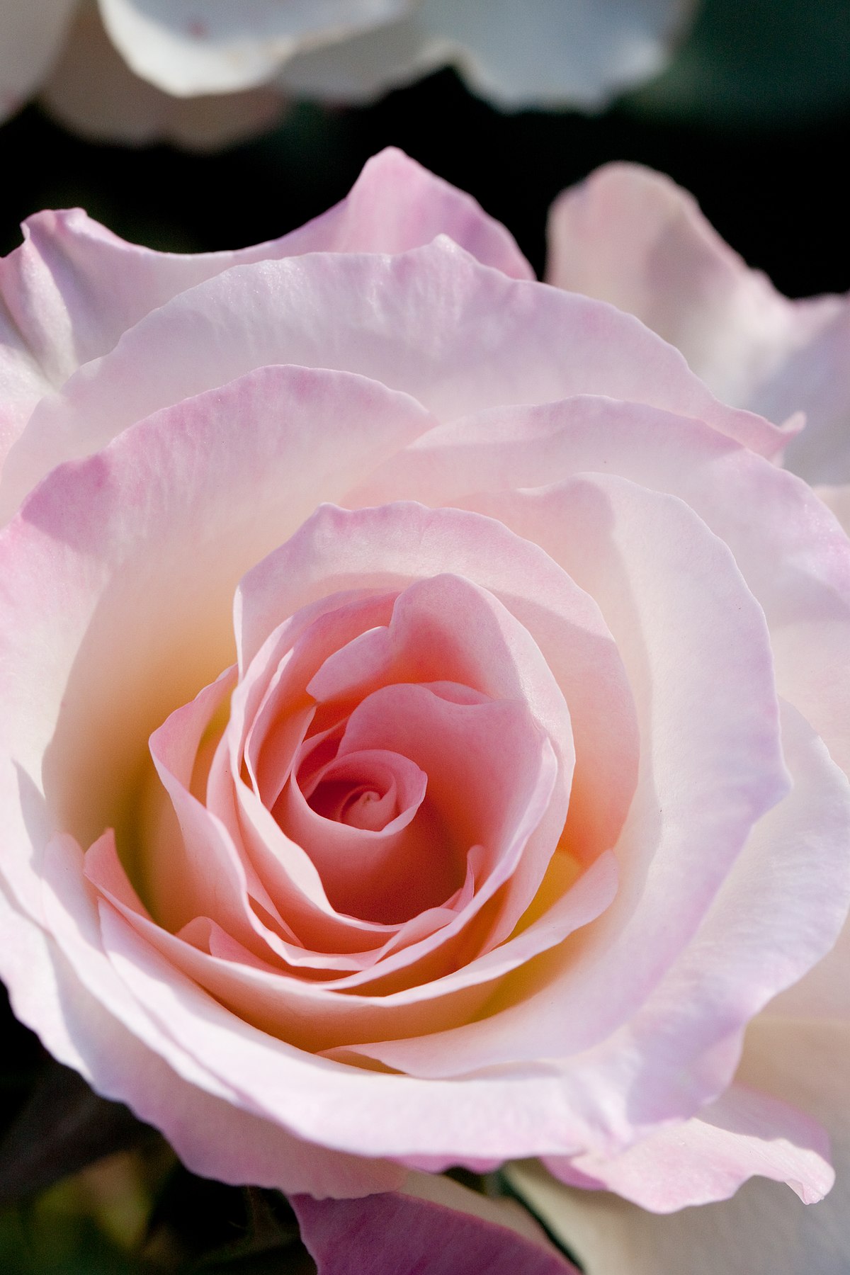 Роза матильда фото и описание сорта