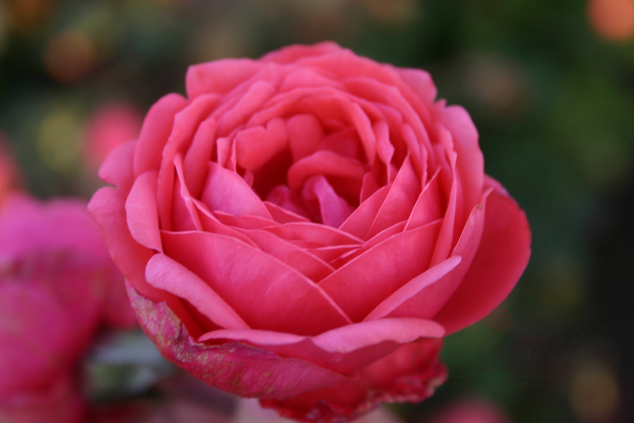 Роза матильда фото и описание сорта