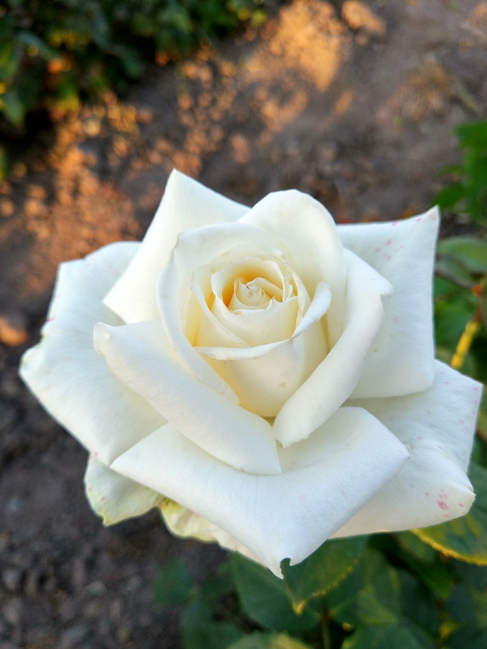 Роза незаменимый фото и описание