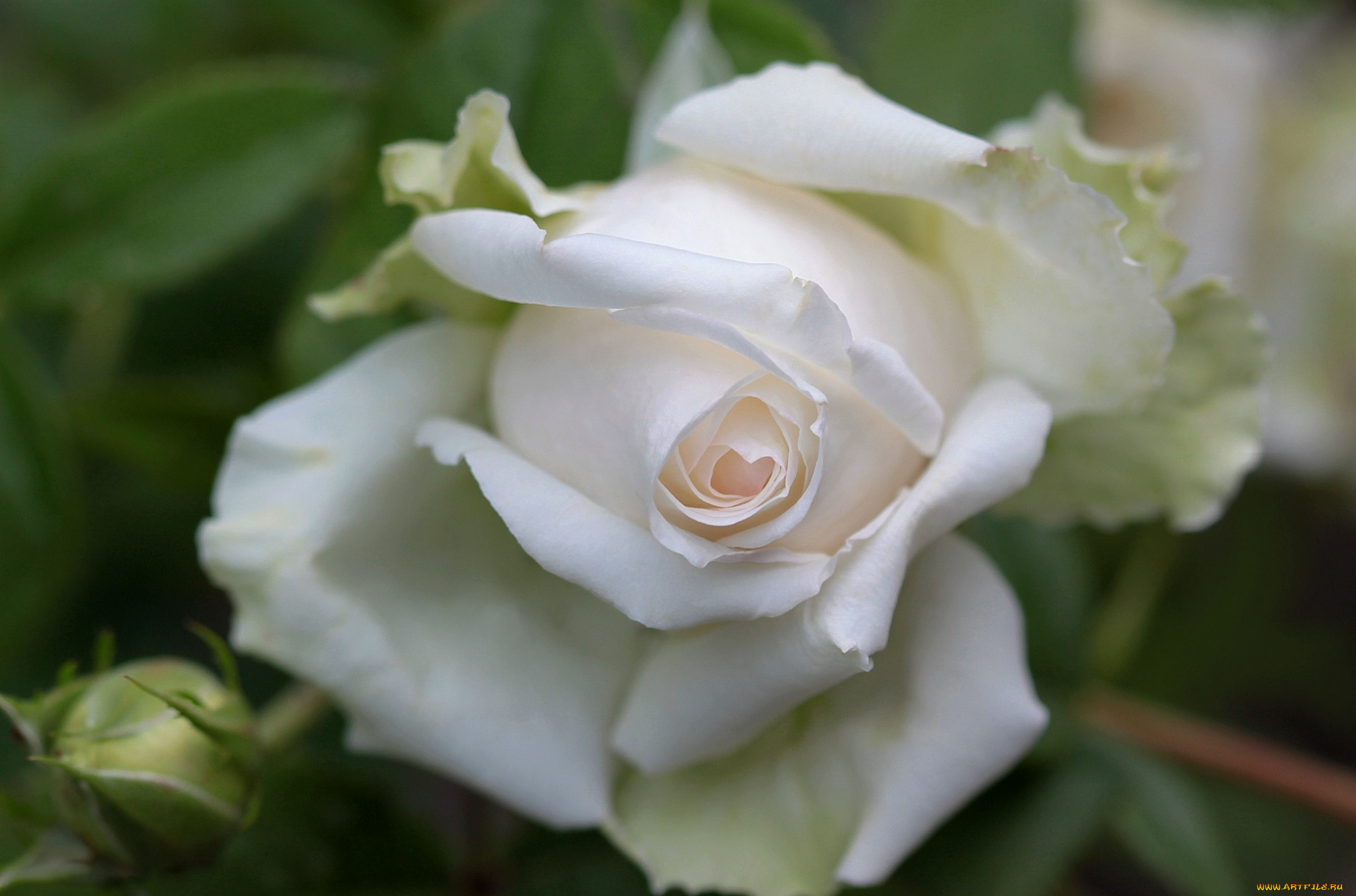 Белая роза фото высокого качества