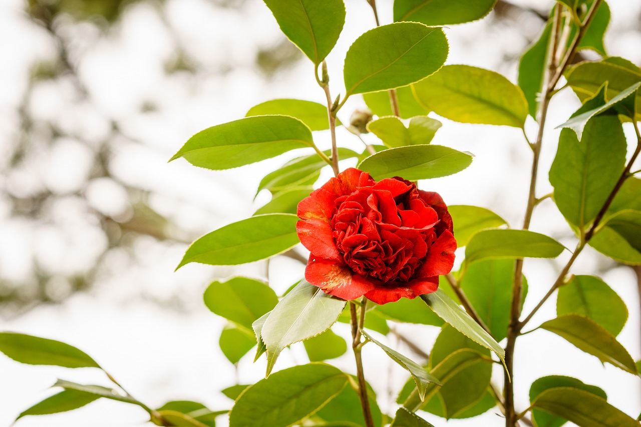 Португальская роза цветок