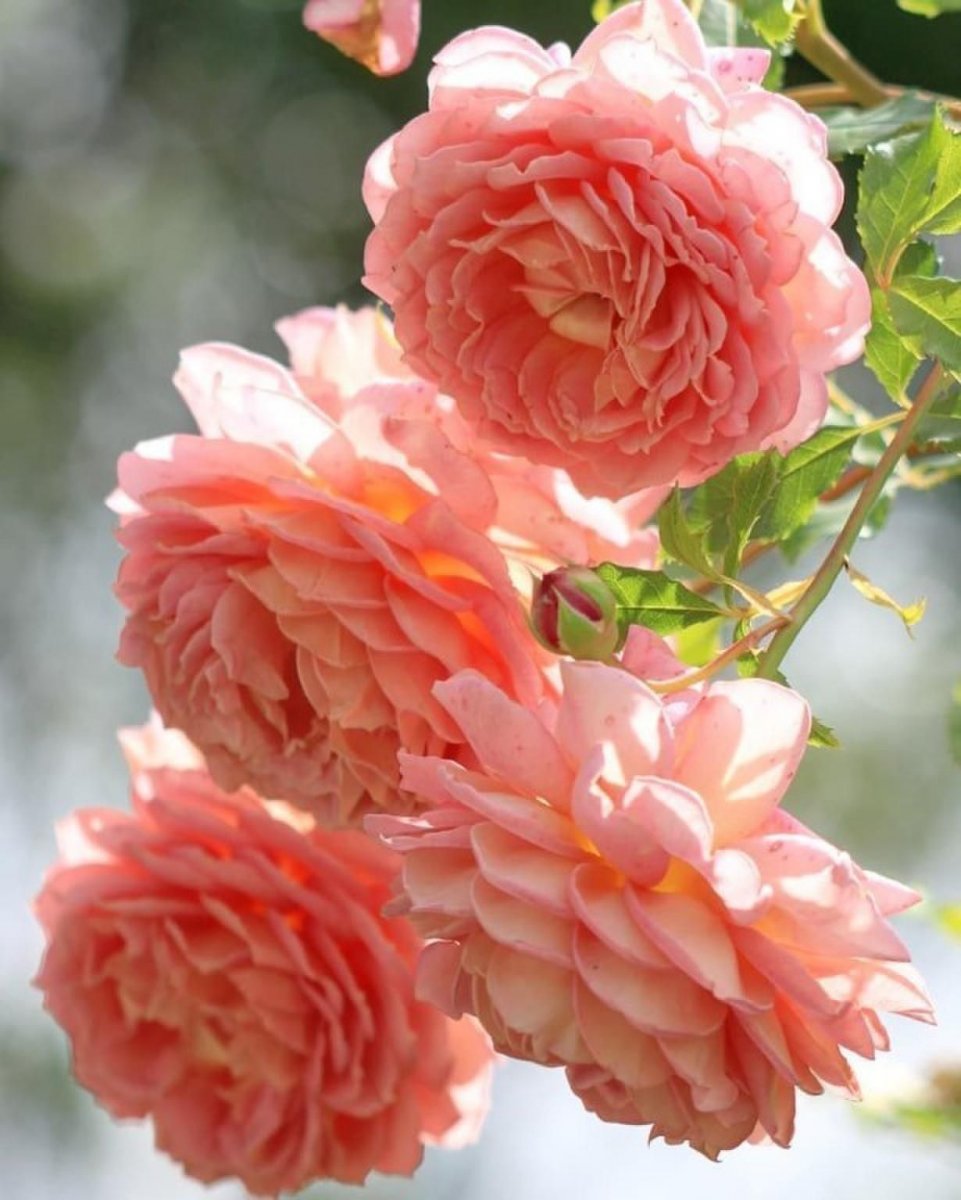 Розовый Жемчуг Роза Плетистая