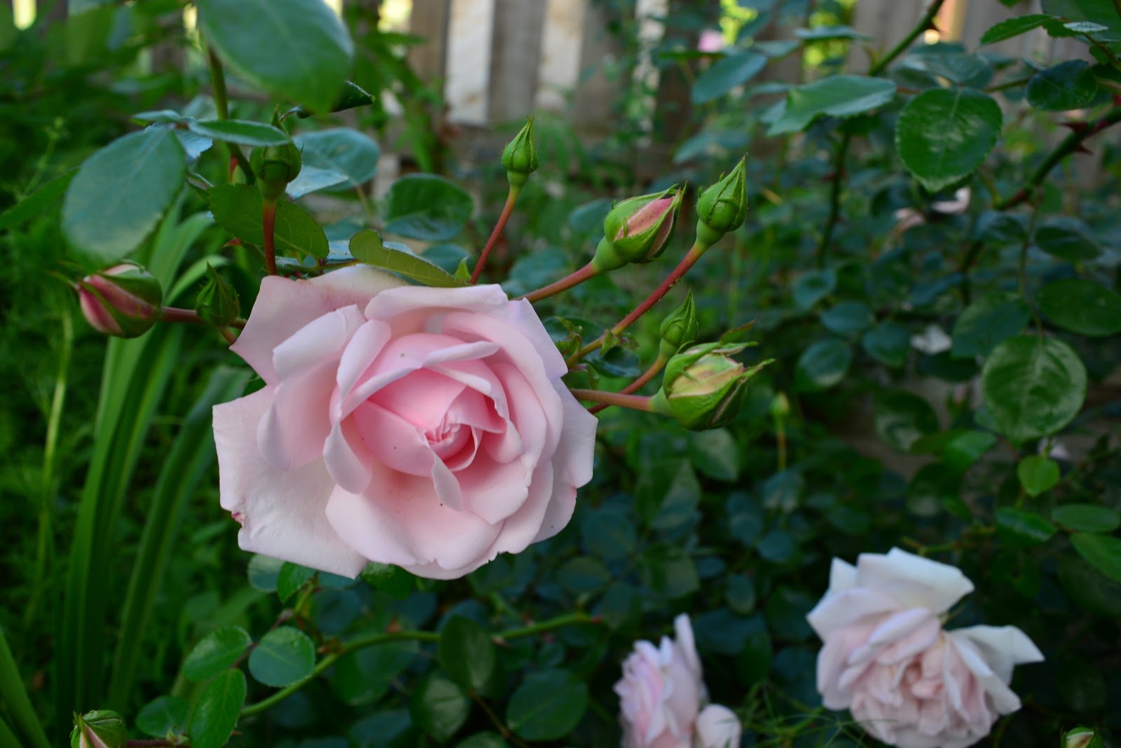 Плетистая роза розовый жемчуг (Pink Pearls)