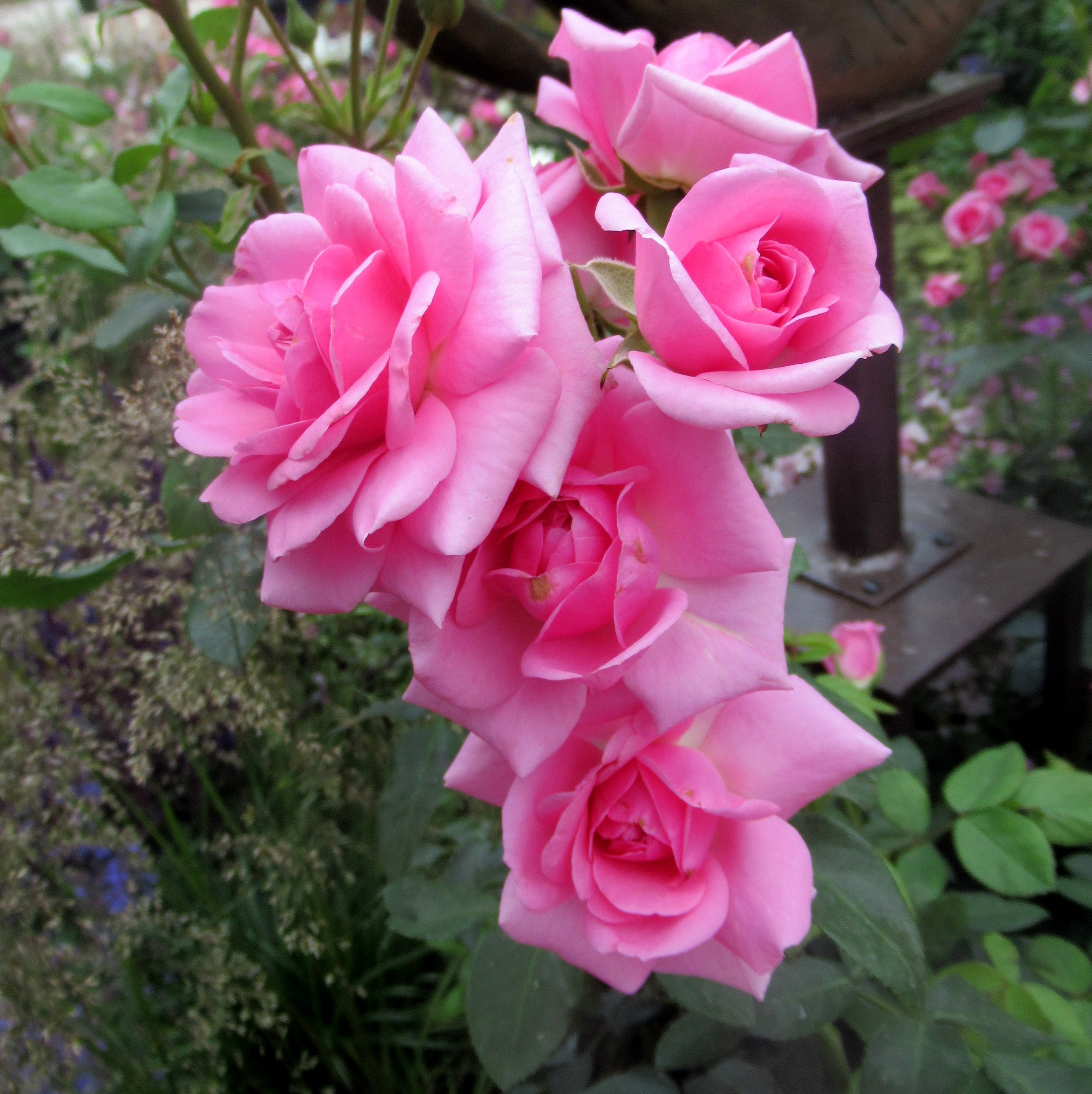 Роза плетистая розовая жемчужина фото