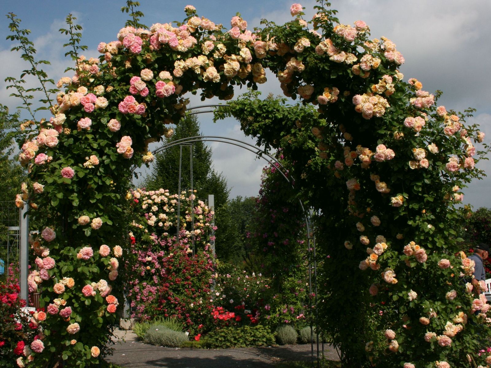 Роза плетистая розовая жемчужина фото