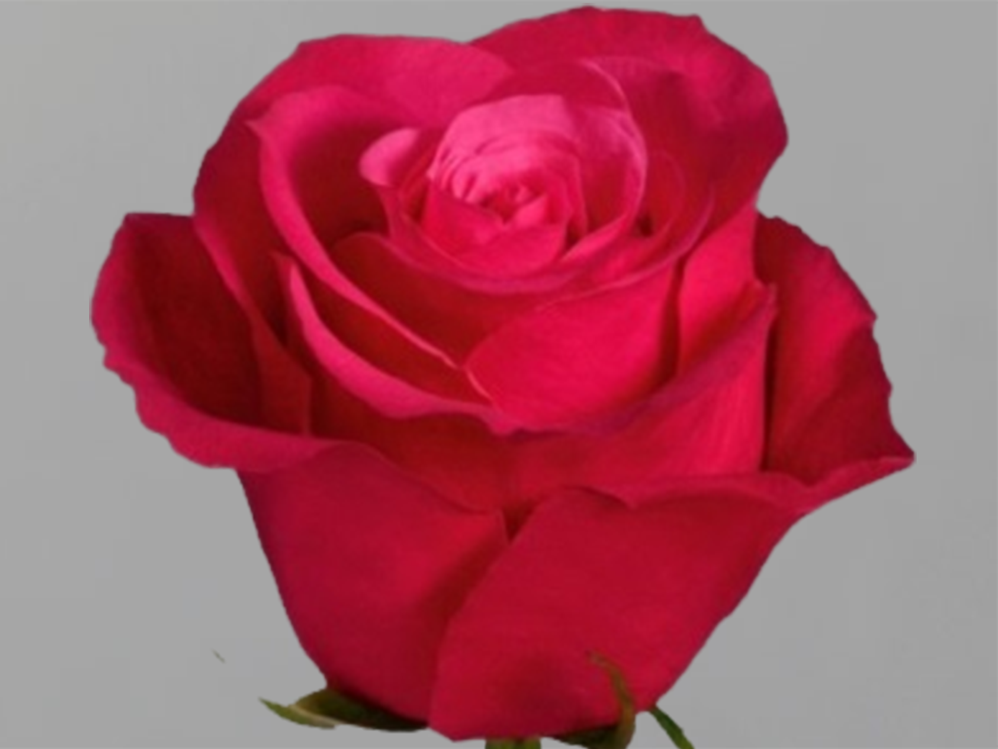 Роза феникс эквадор