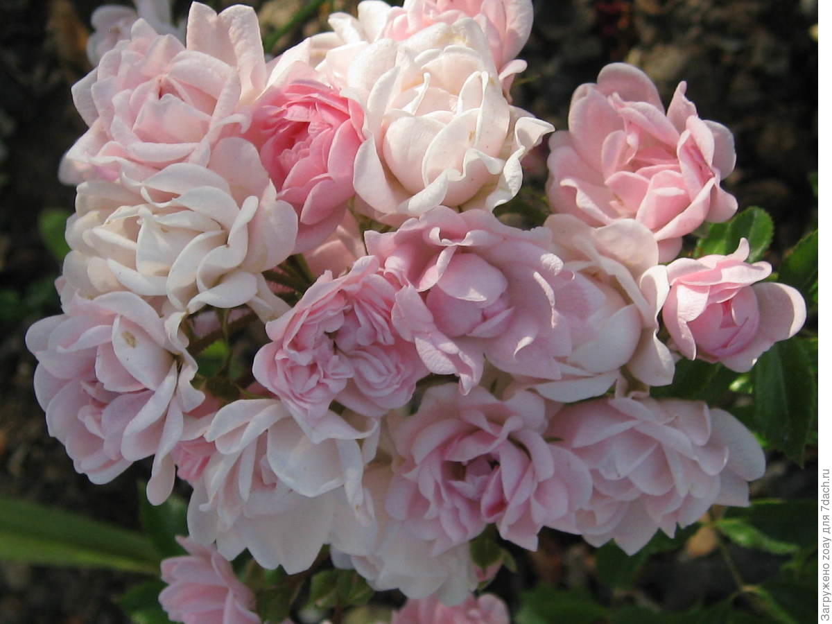 Роза садовый аромат полиантовая (Аэлита)