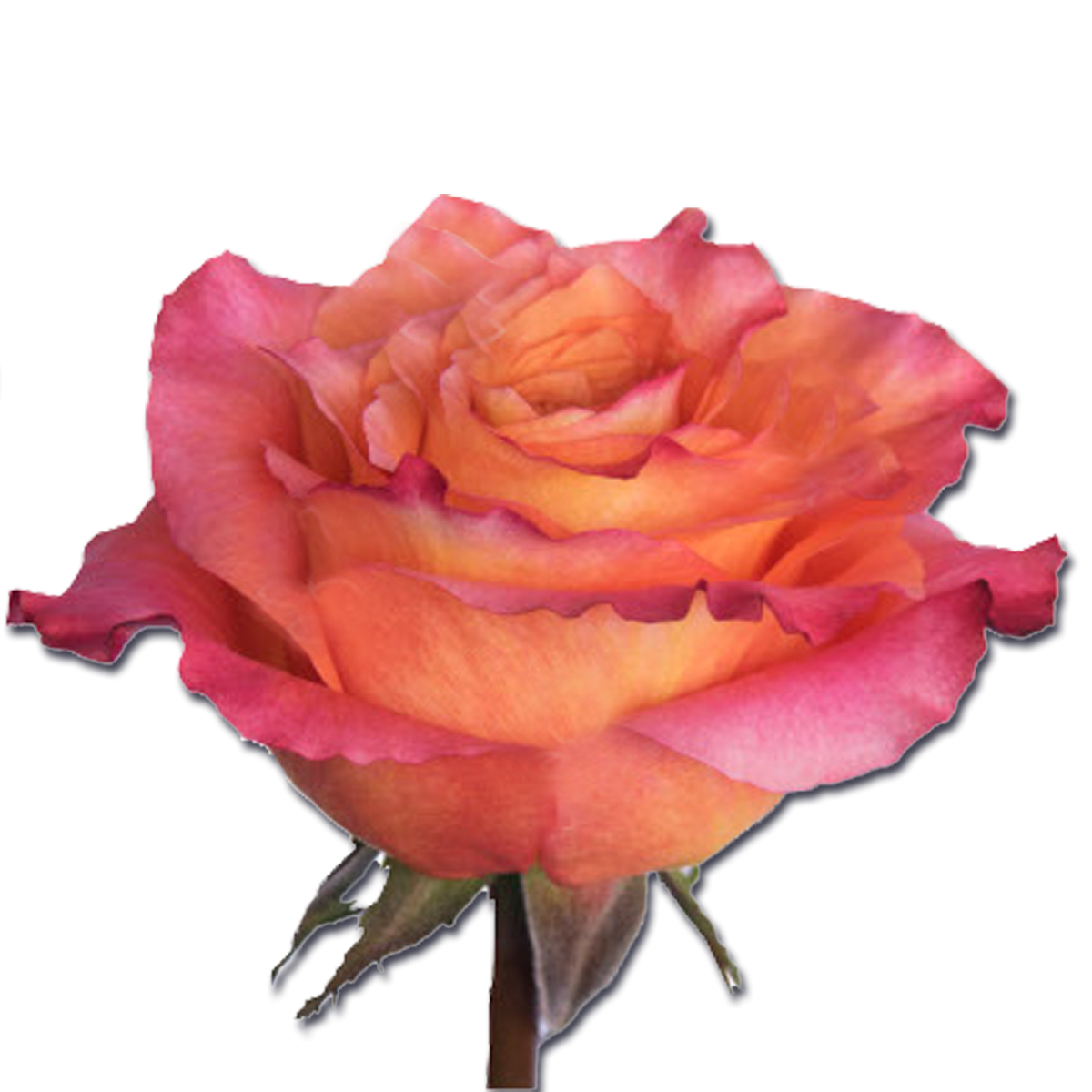 Роза феникс эквадор