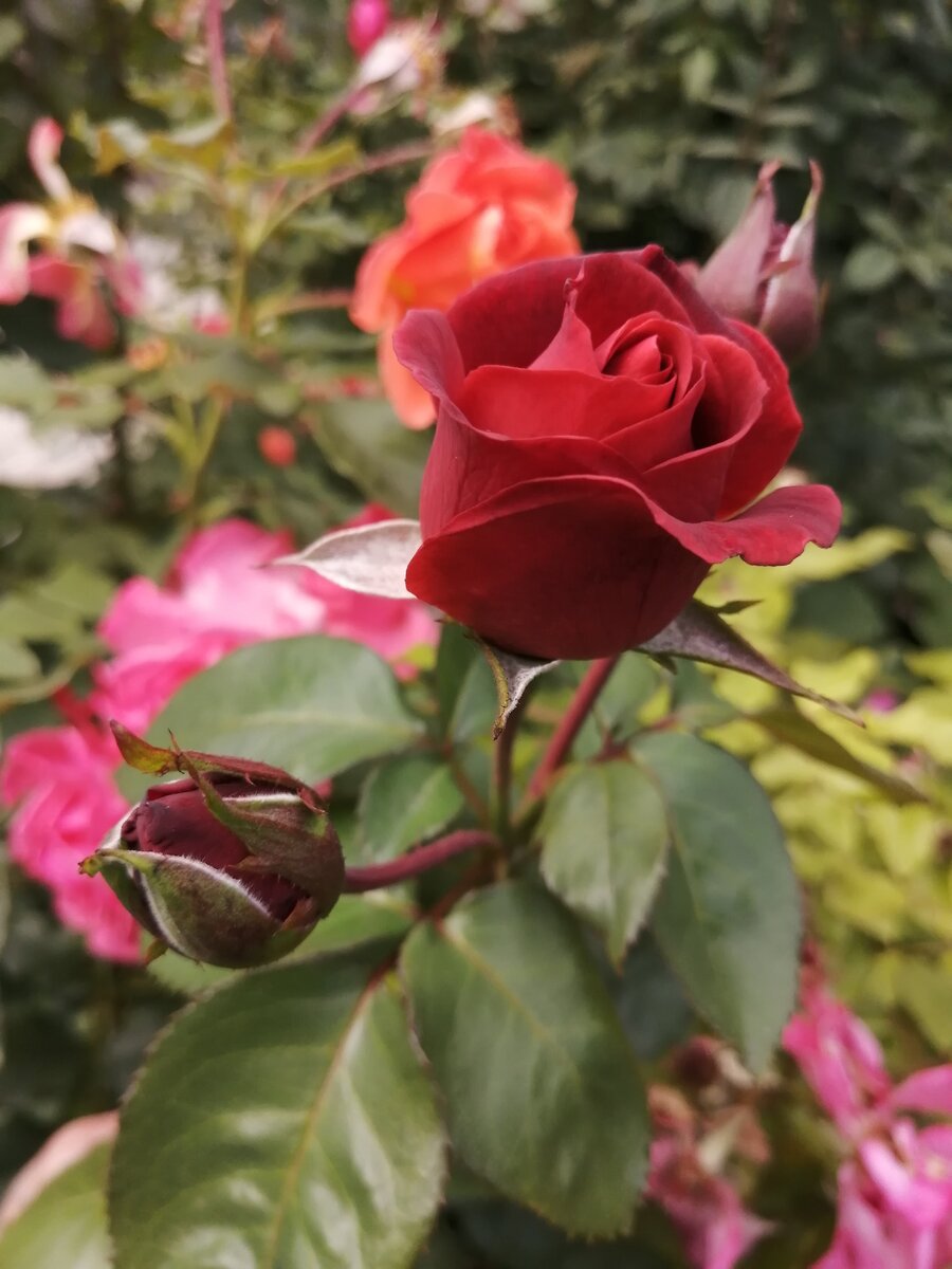 роза терракота фото