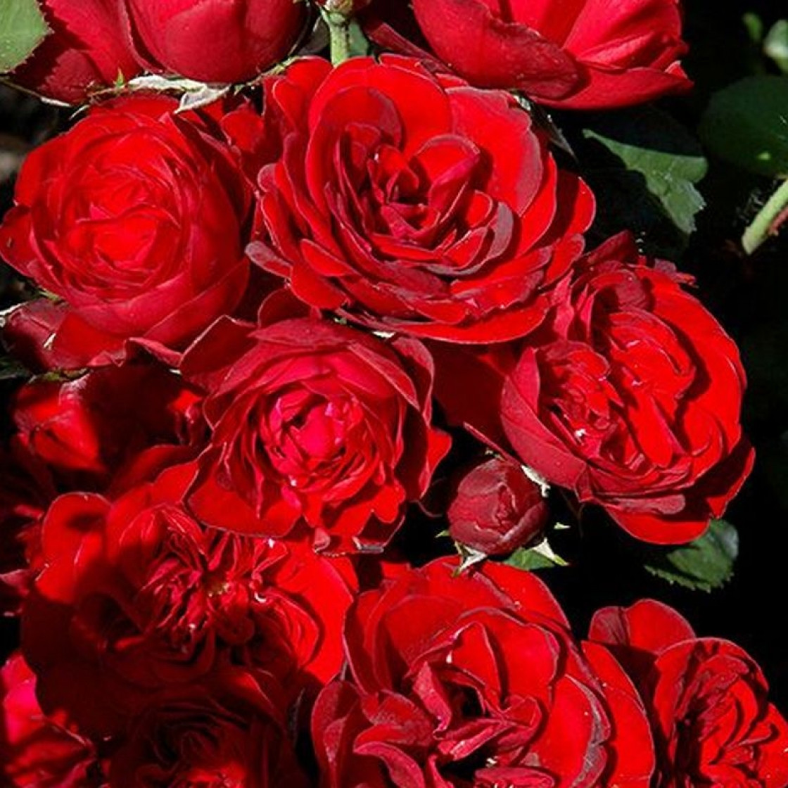 Роза бордюрная красная (76 фото) .