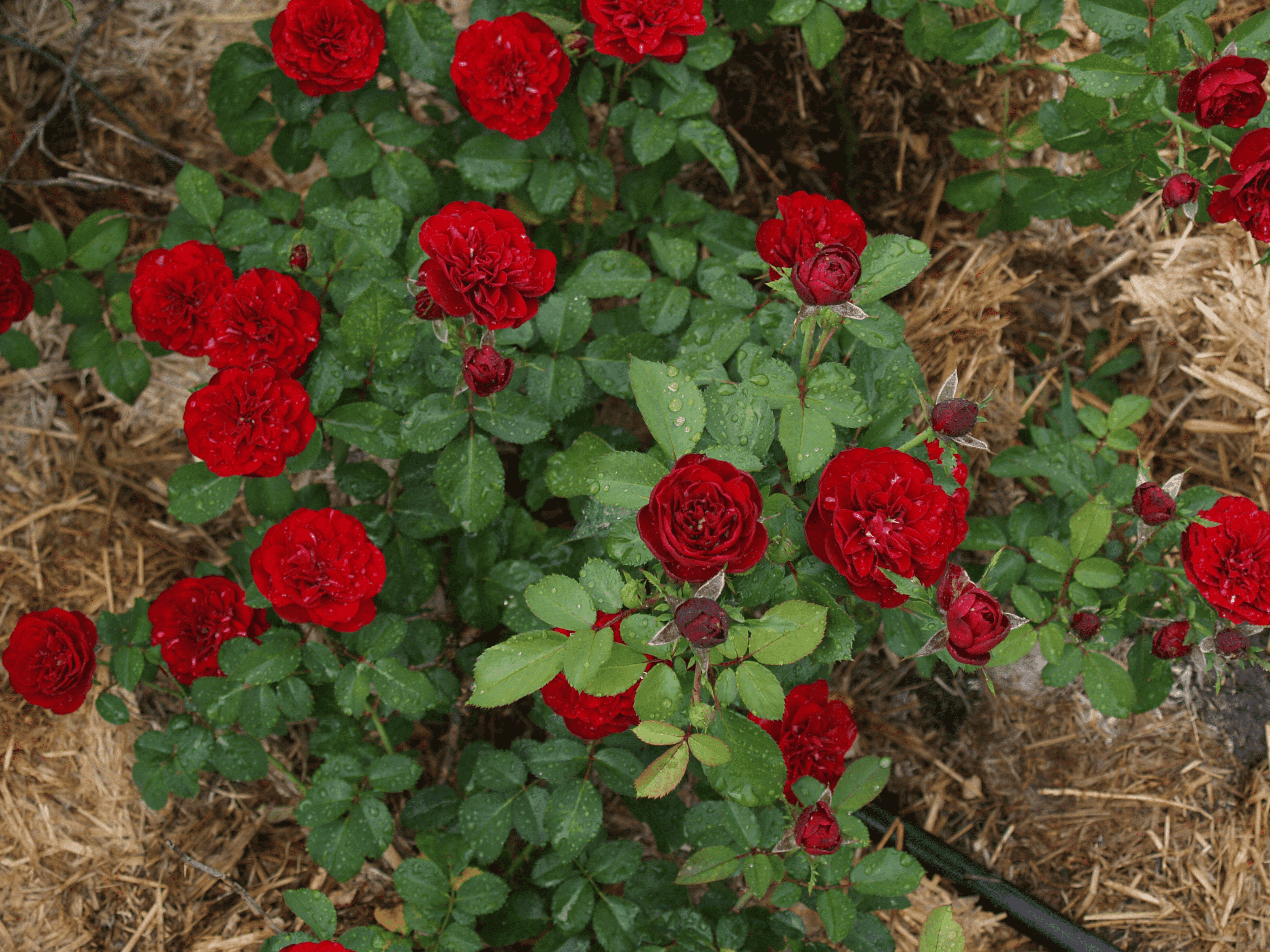 Роза флорибунда Кордула