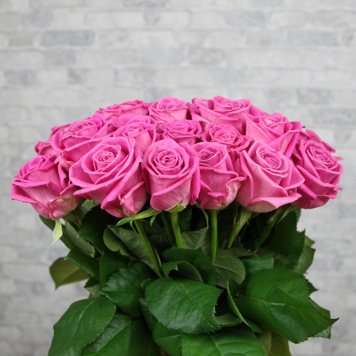 Сорт больших роз. Розы Аква Голландия.