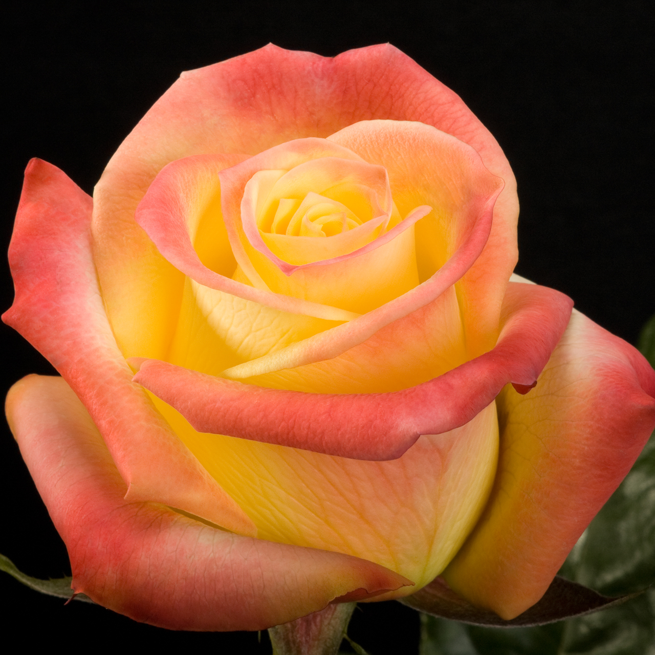 близзард роза эквадор