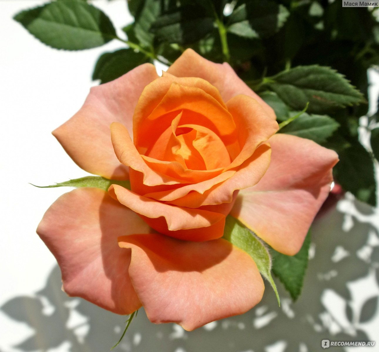 Роза мандарина Кордана энциклопедия роз