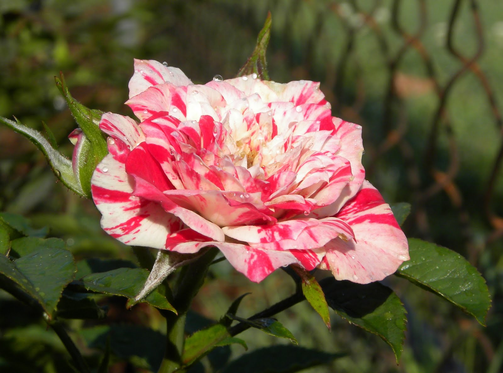 Роза полиантовая (Rosa Twister