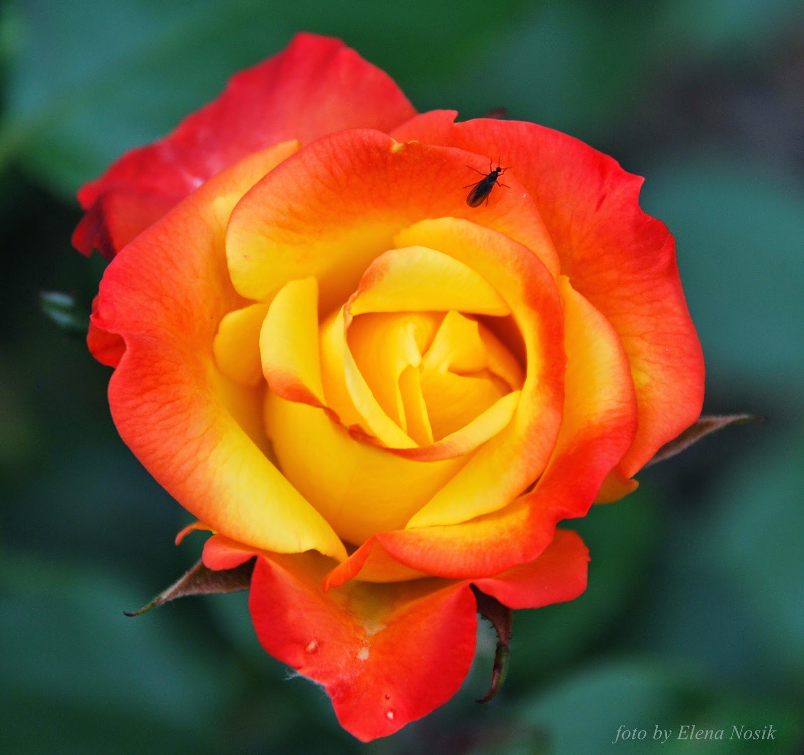 Роза полиантовая Румба