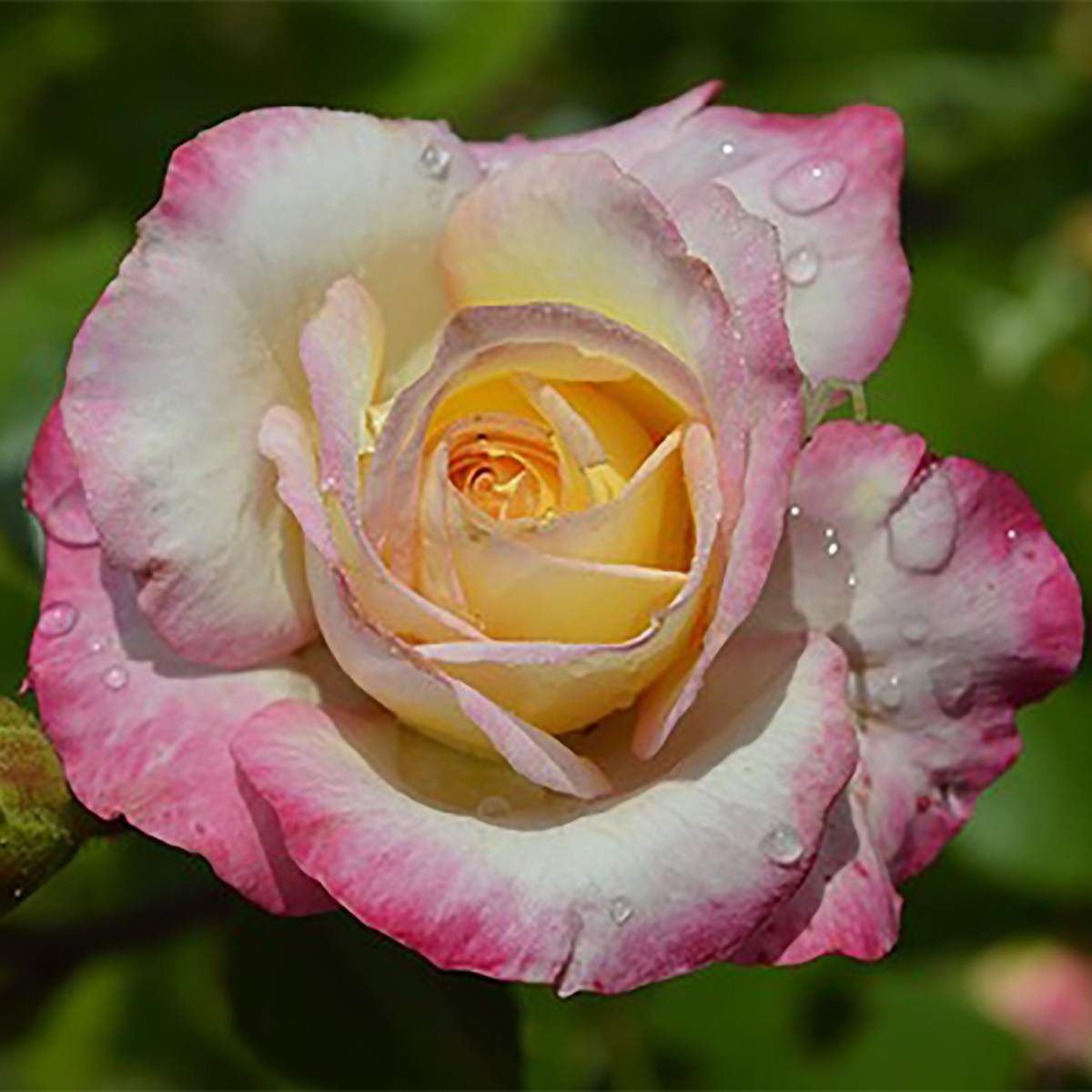 Двухцветные розы сорта с фото