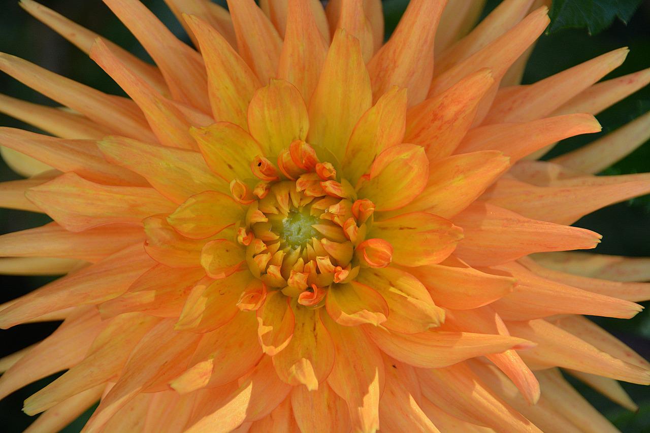 Хризантемы микрофлора фото