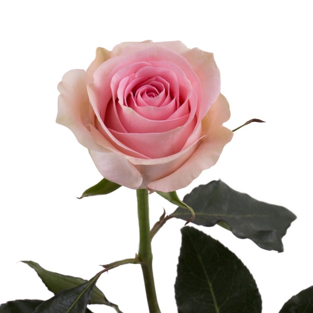 роза лучано эквадор