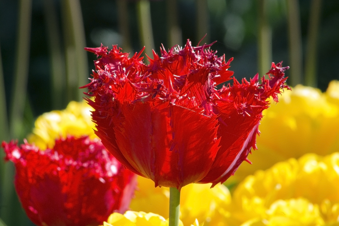 Тюльпаны Махровые Красные Сорта