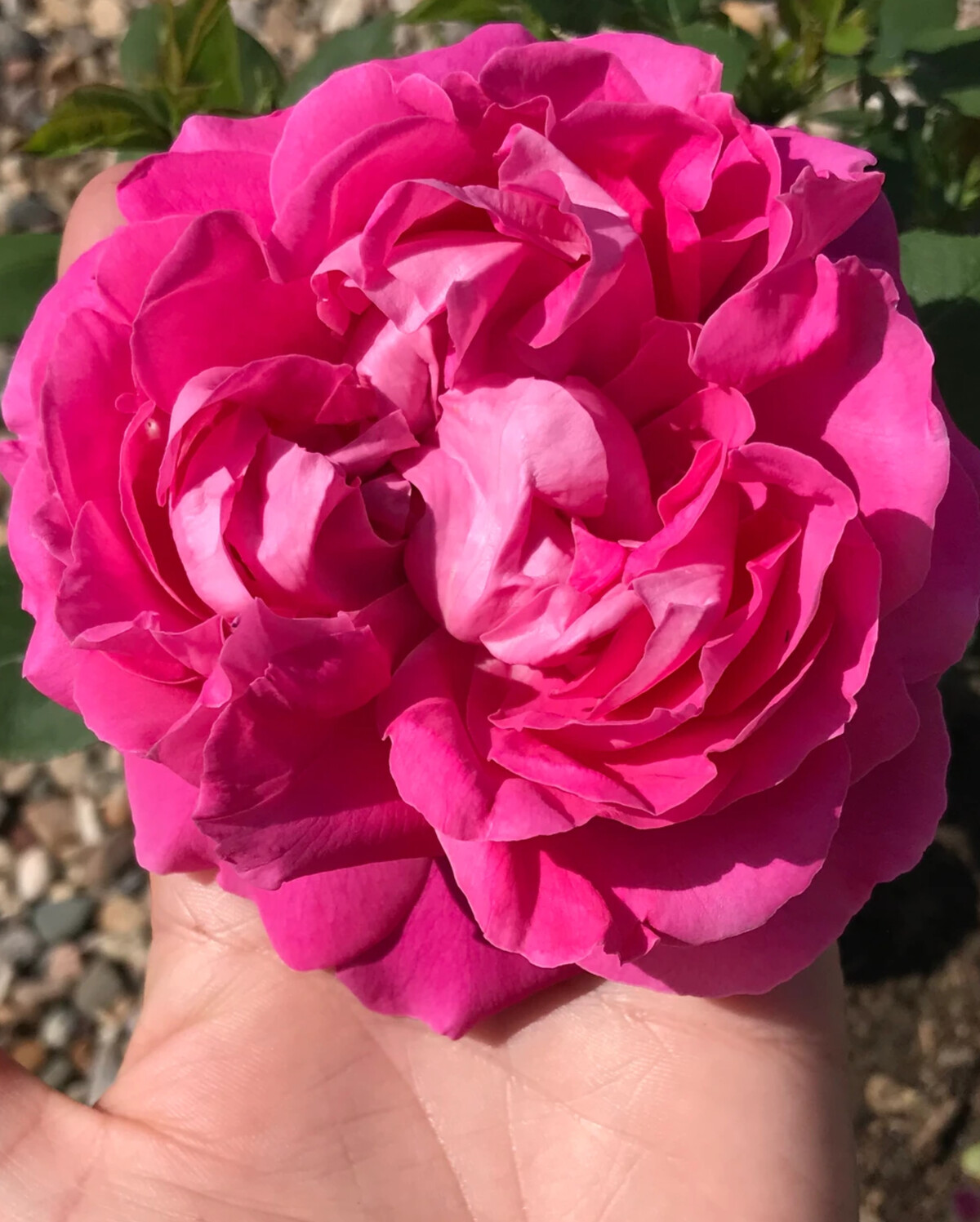Роза Грация Парковая