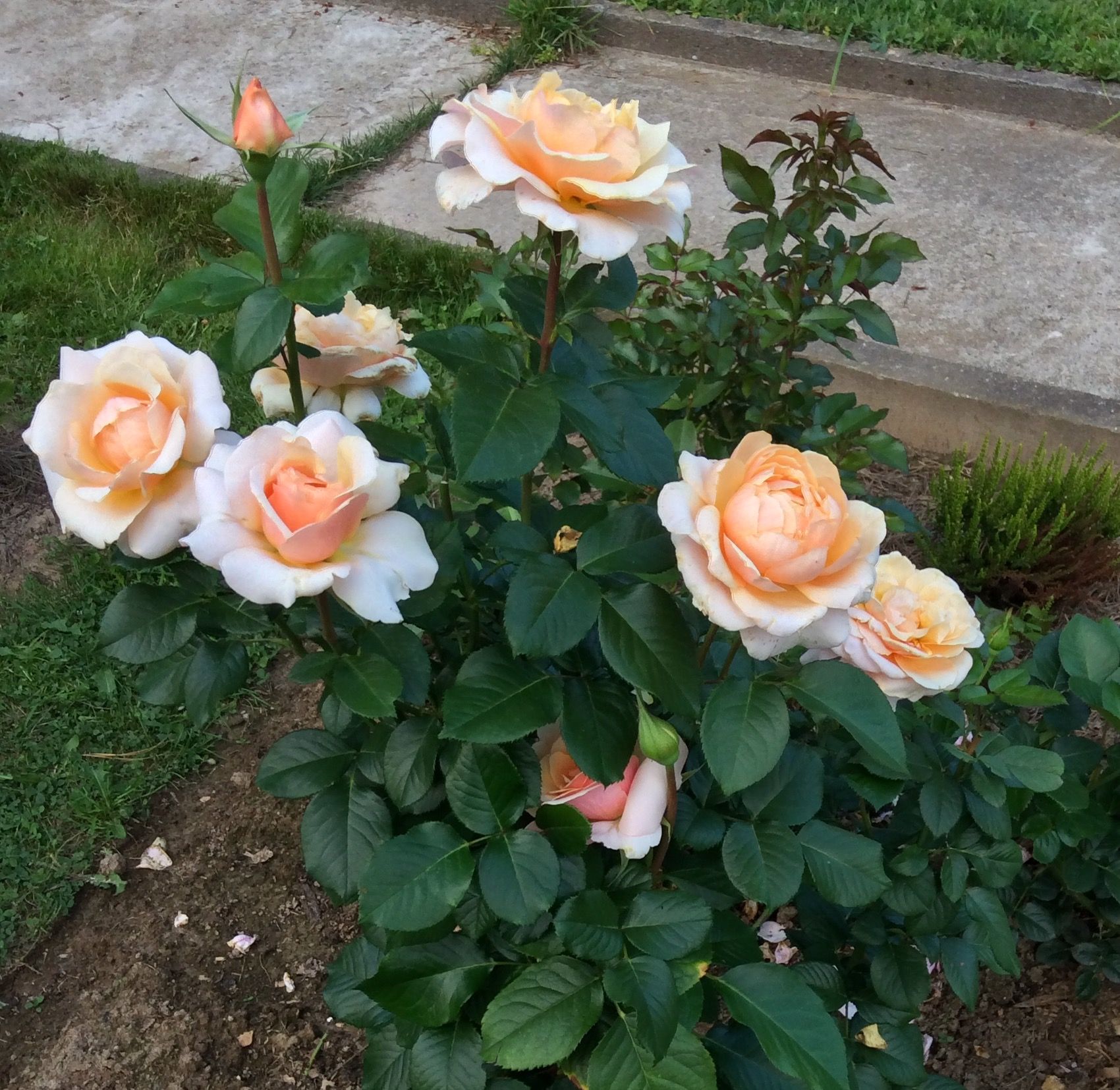 Фото розы виктория