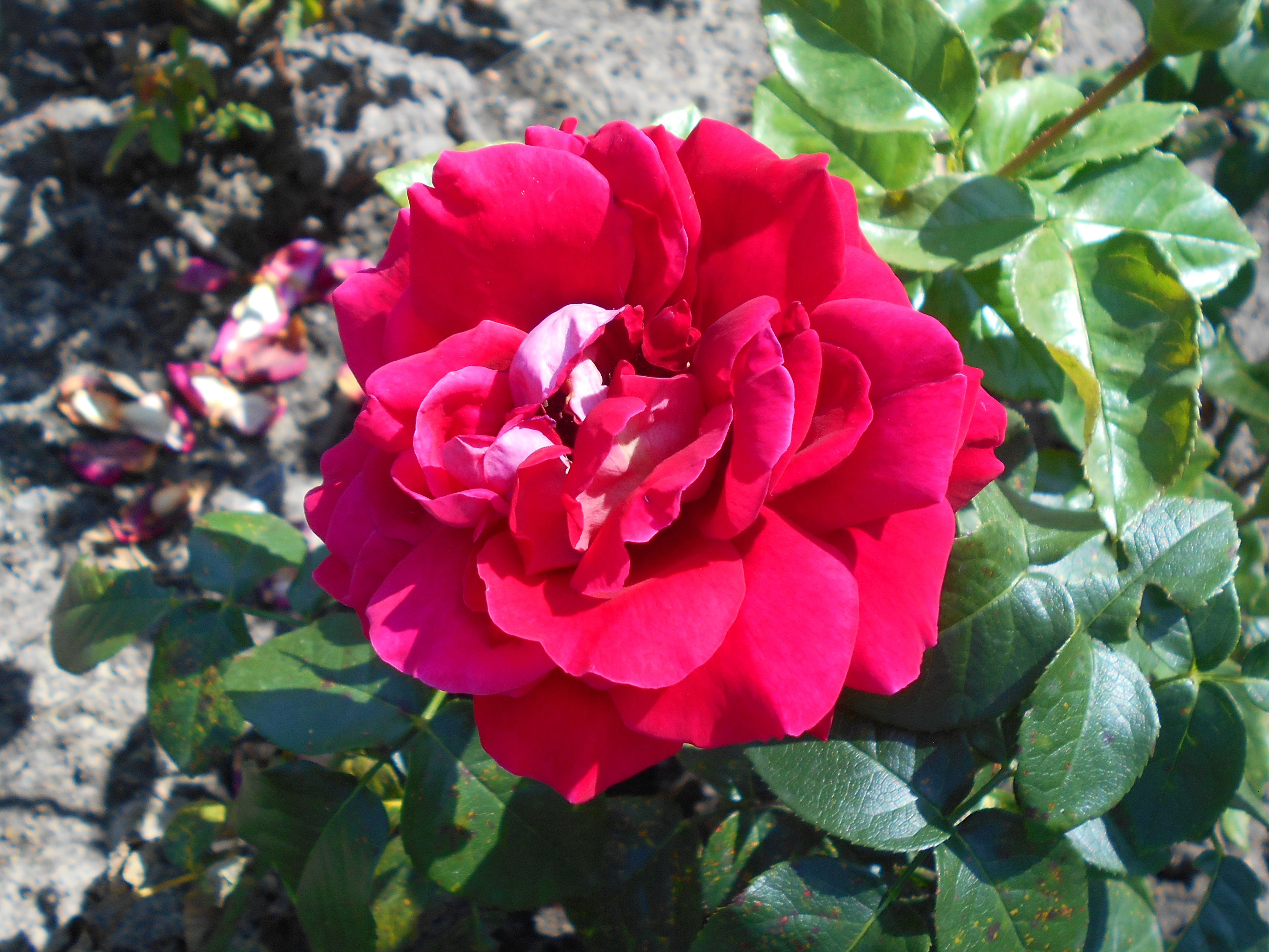 Роза Scarlatta