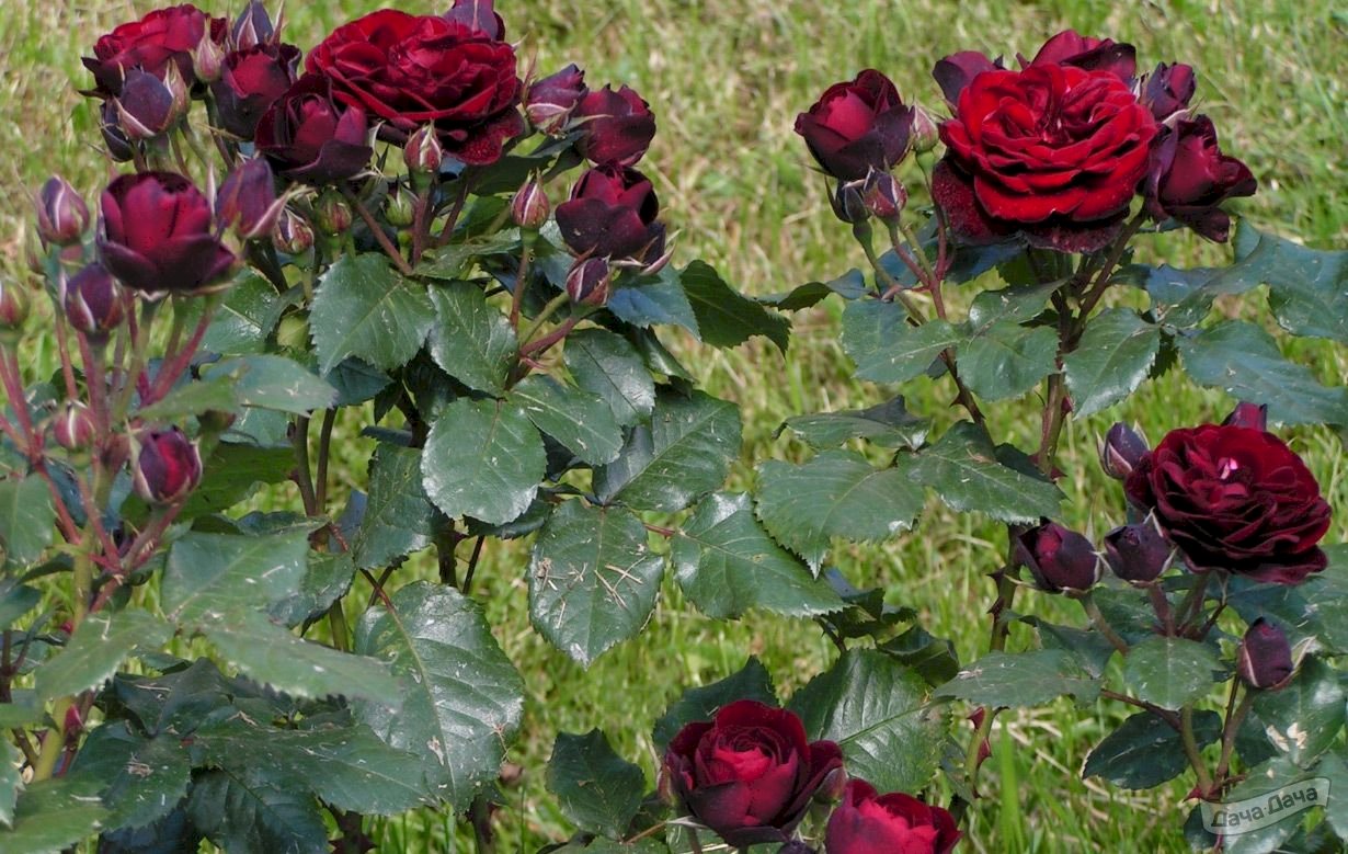 Сорт розы лаваглют (74 фото) »