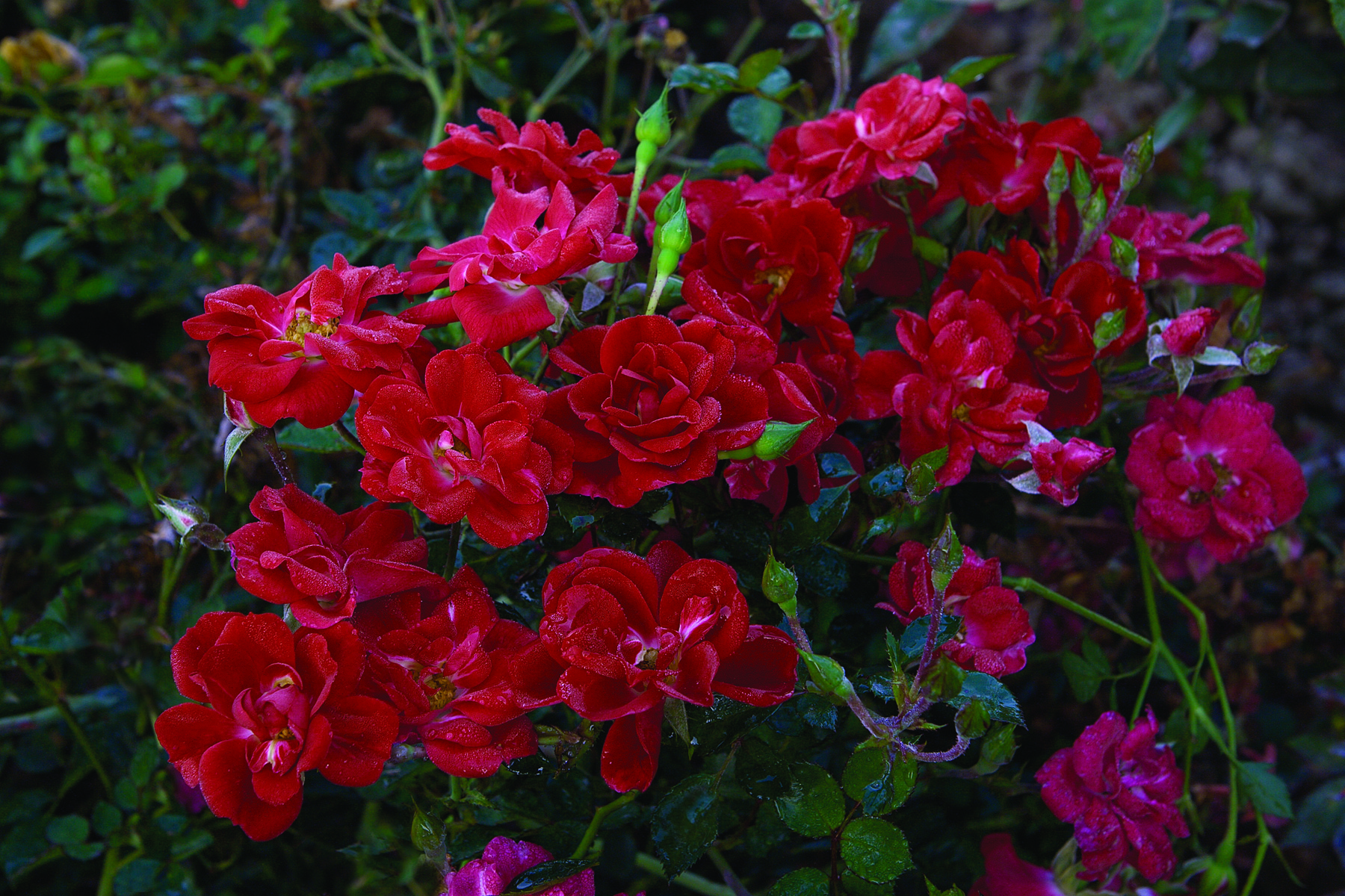 Роза Crimson Meidiland