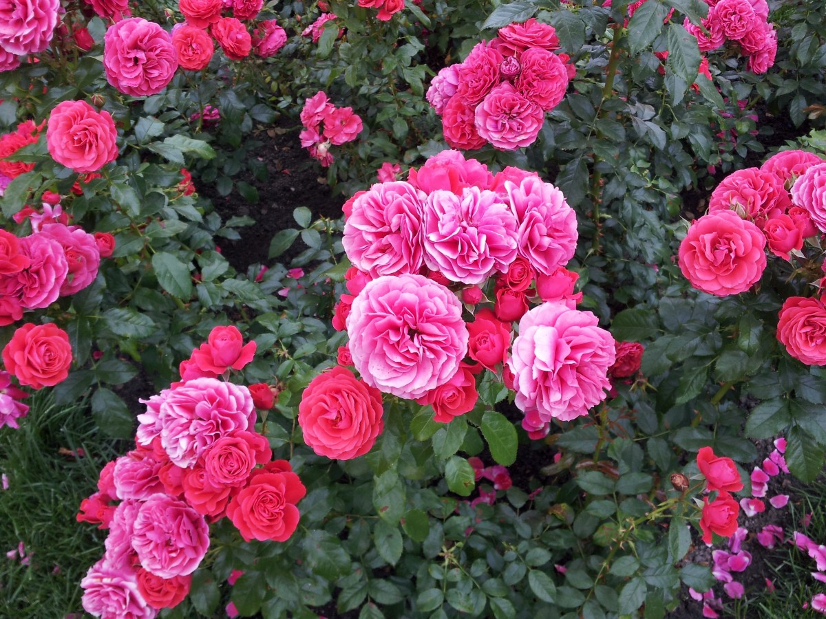 Фото роза флорибунда кимоно фото