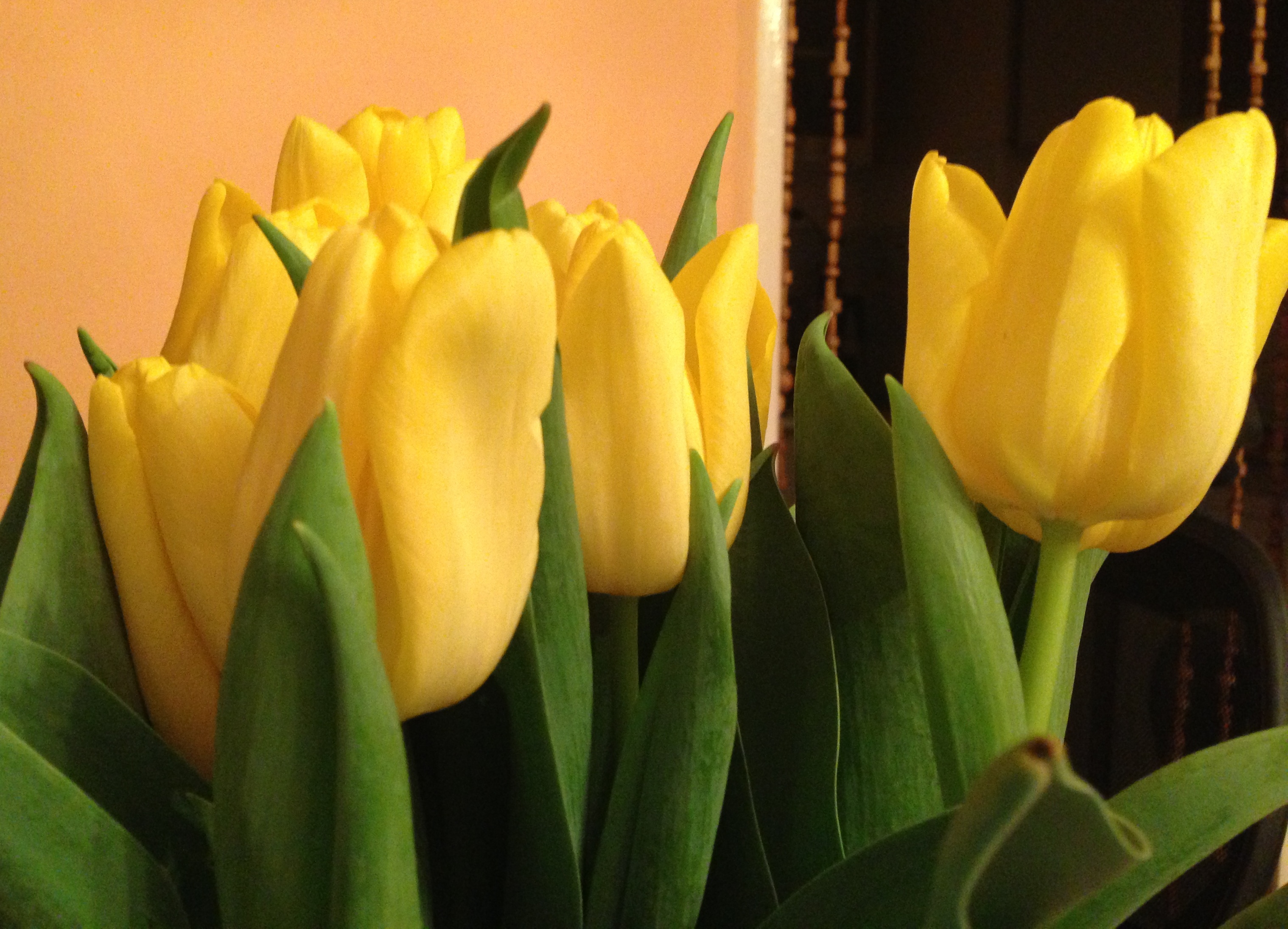 Памплона желтый тюльпан