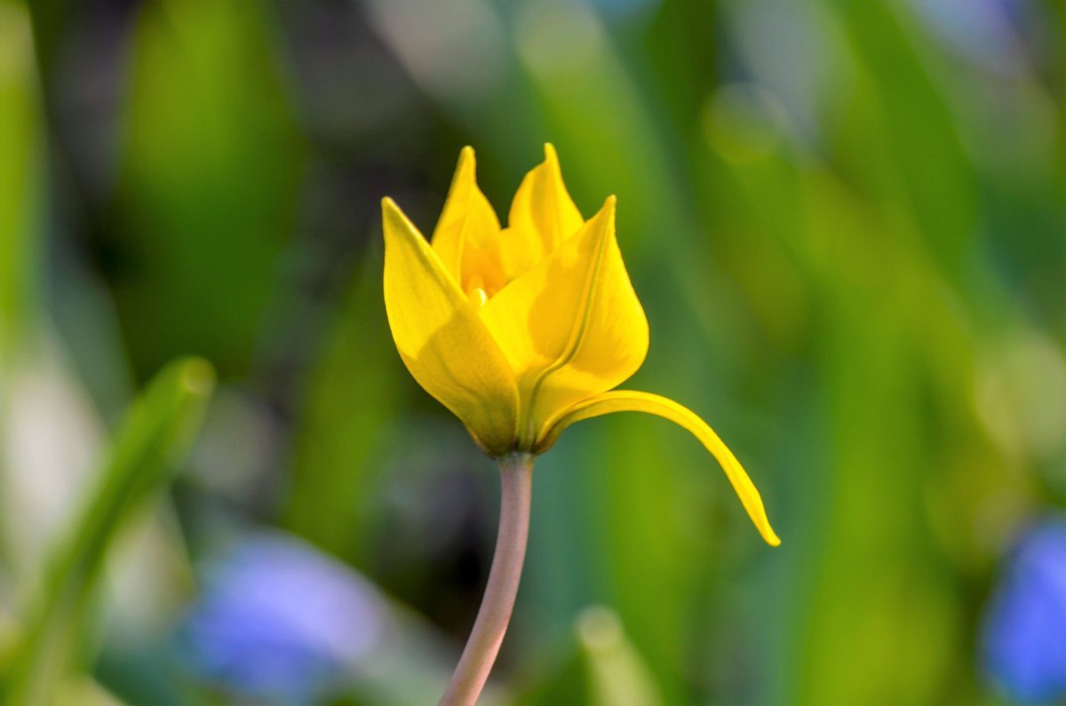 Тюльпан Лесной Tulipa Sylvestris