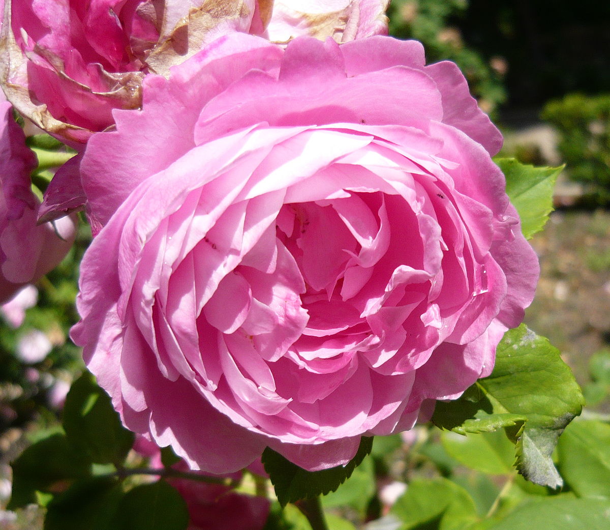 Бурбонская роза la Reine Victoria