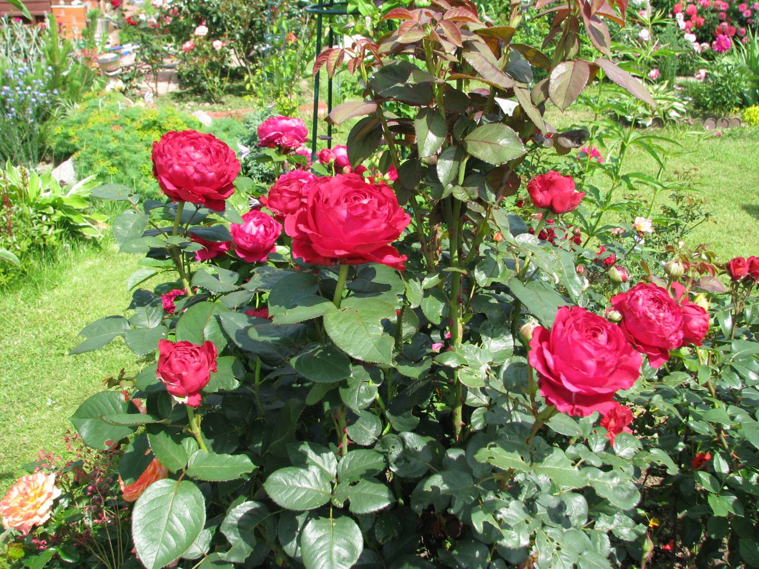 Роза роза четырех ветров (Rose des 4 Vents)
