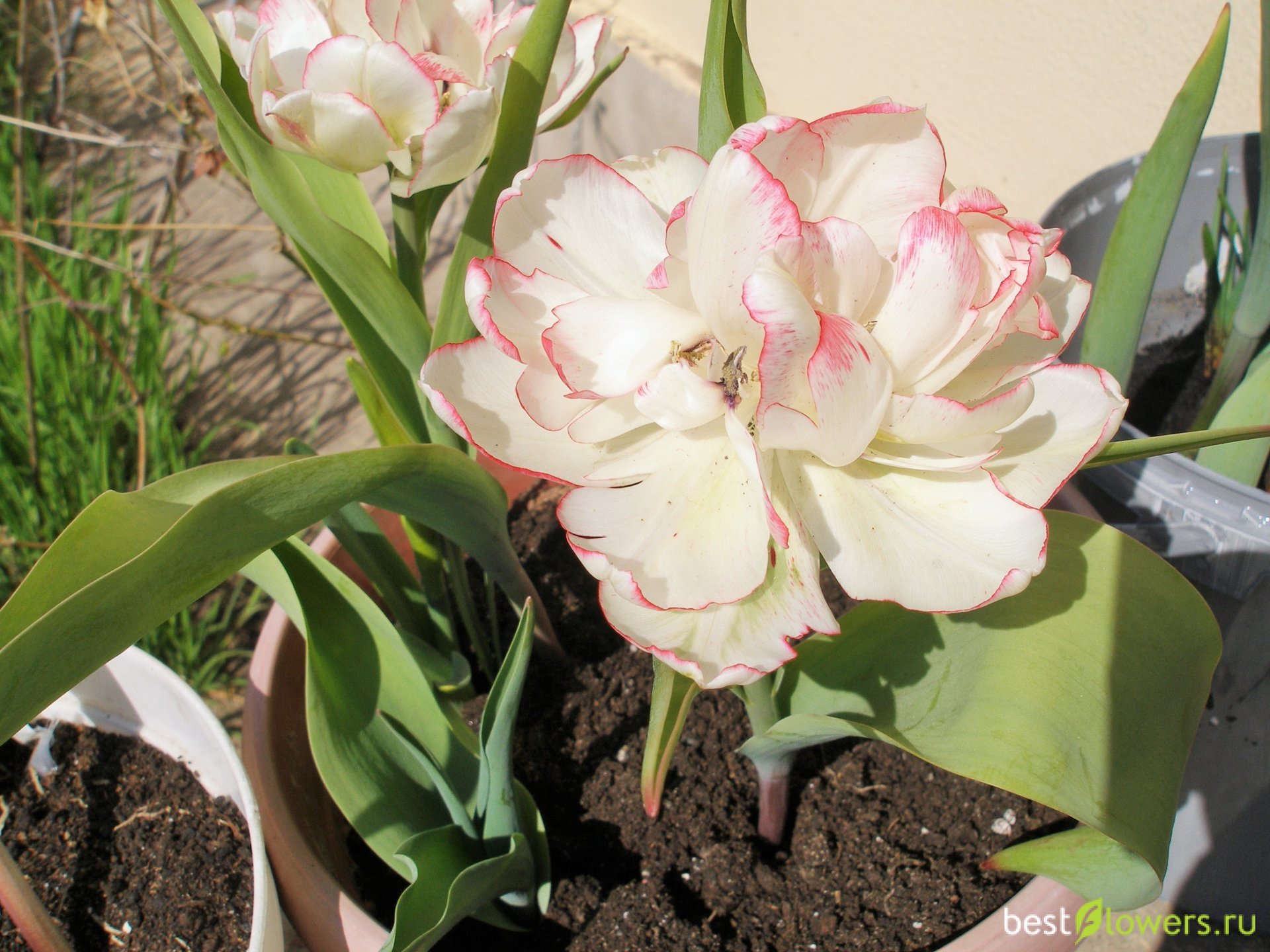 Тюльпан многоцветковый белиция фото и описание