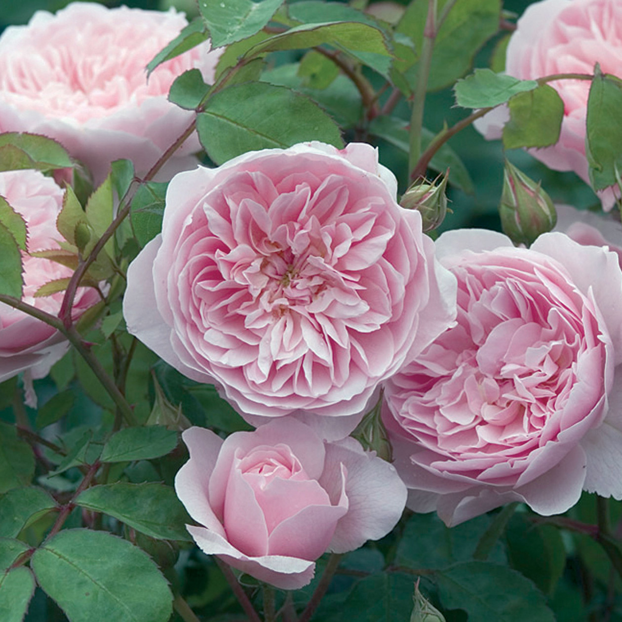 Роза Остина розовая