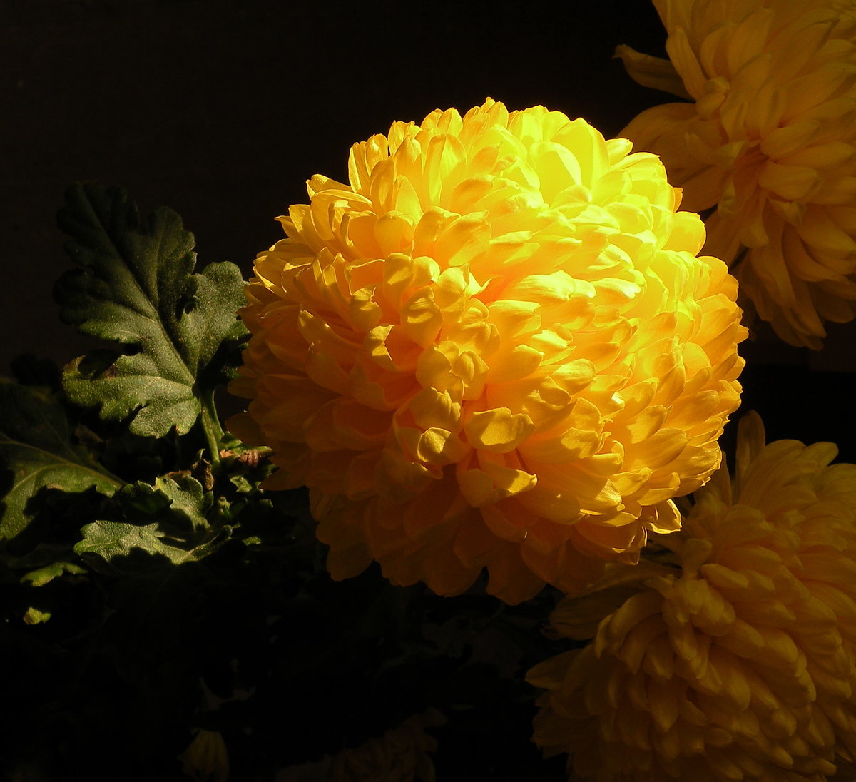 золотые хризантемы фото