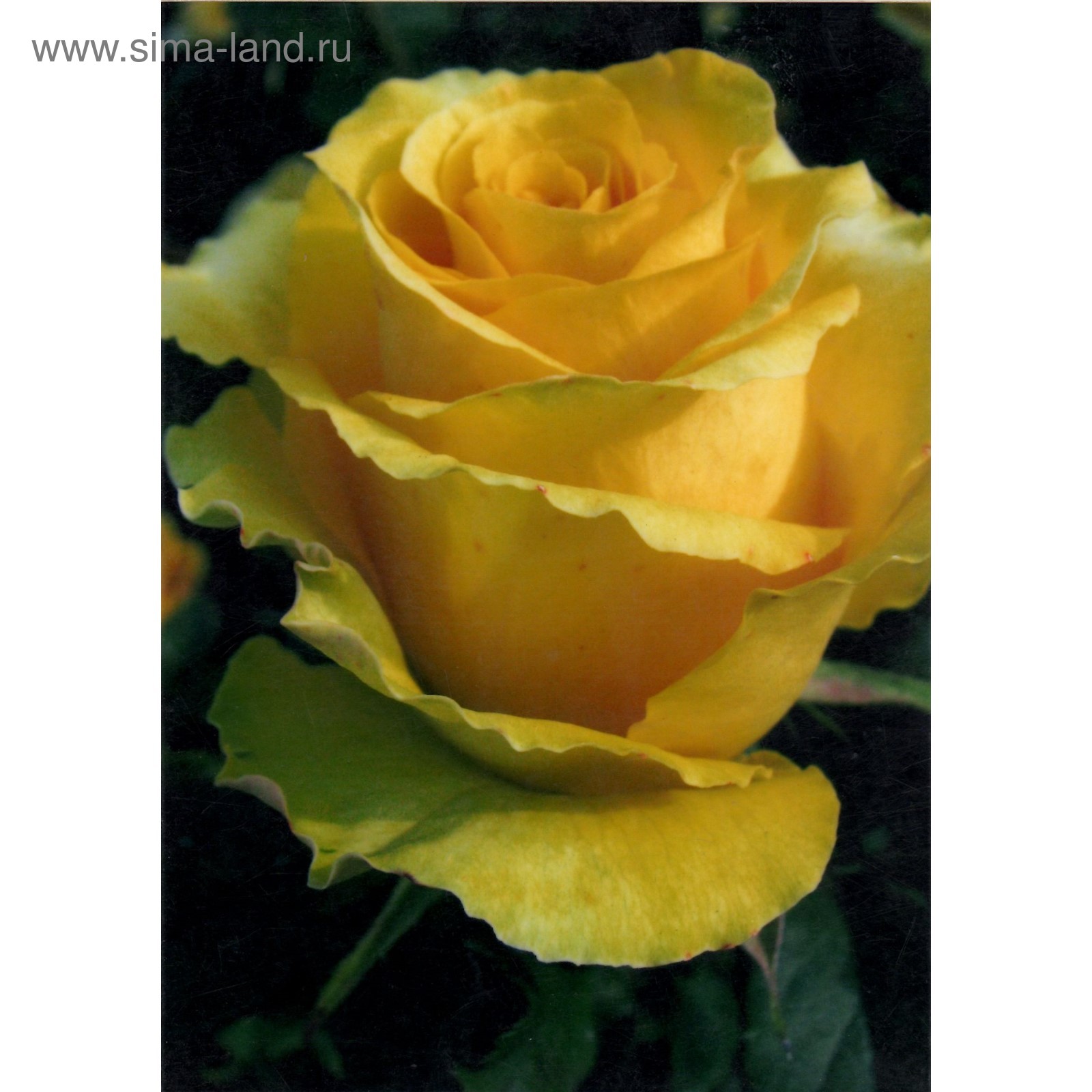 Желтые чайно гибридные розы сорта фото