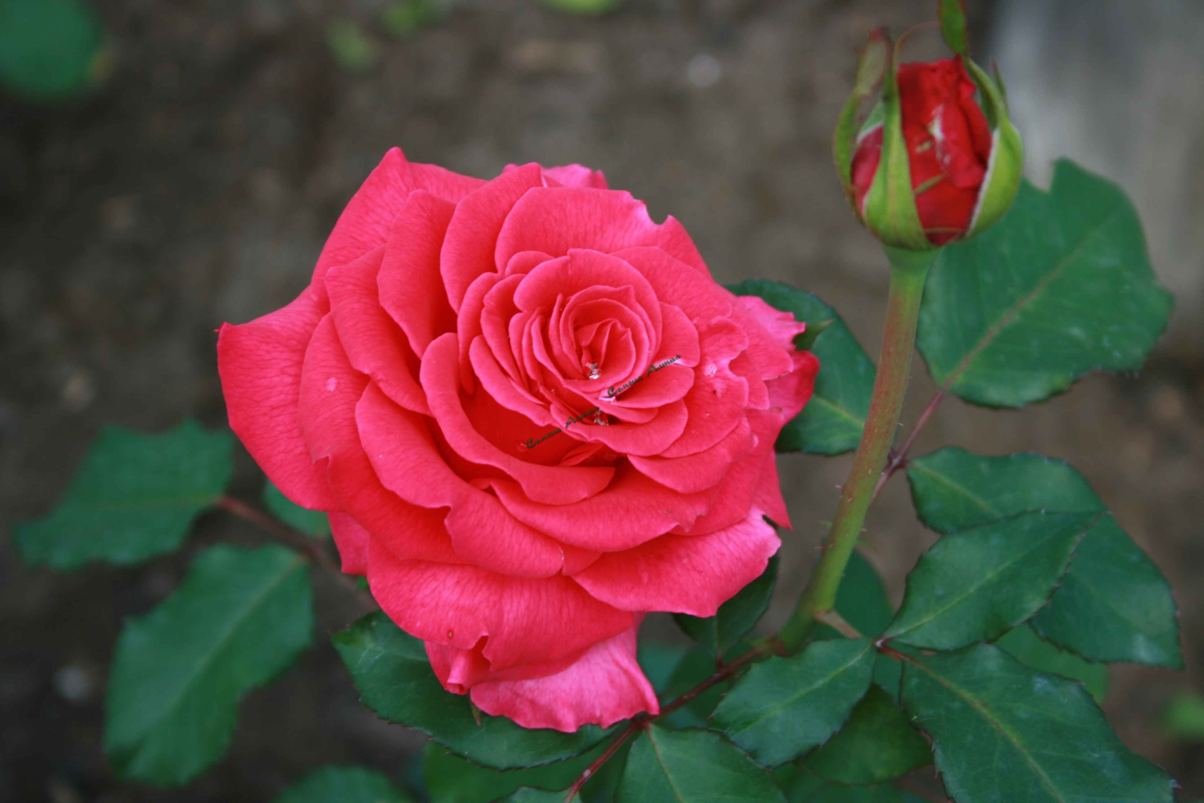 Чайно гибридная роза топаз описание фото