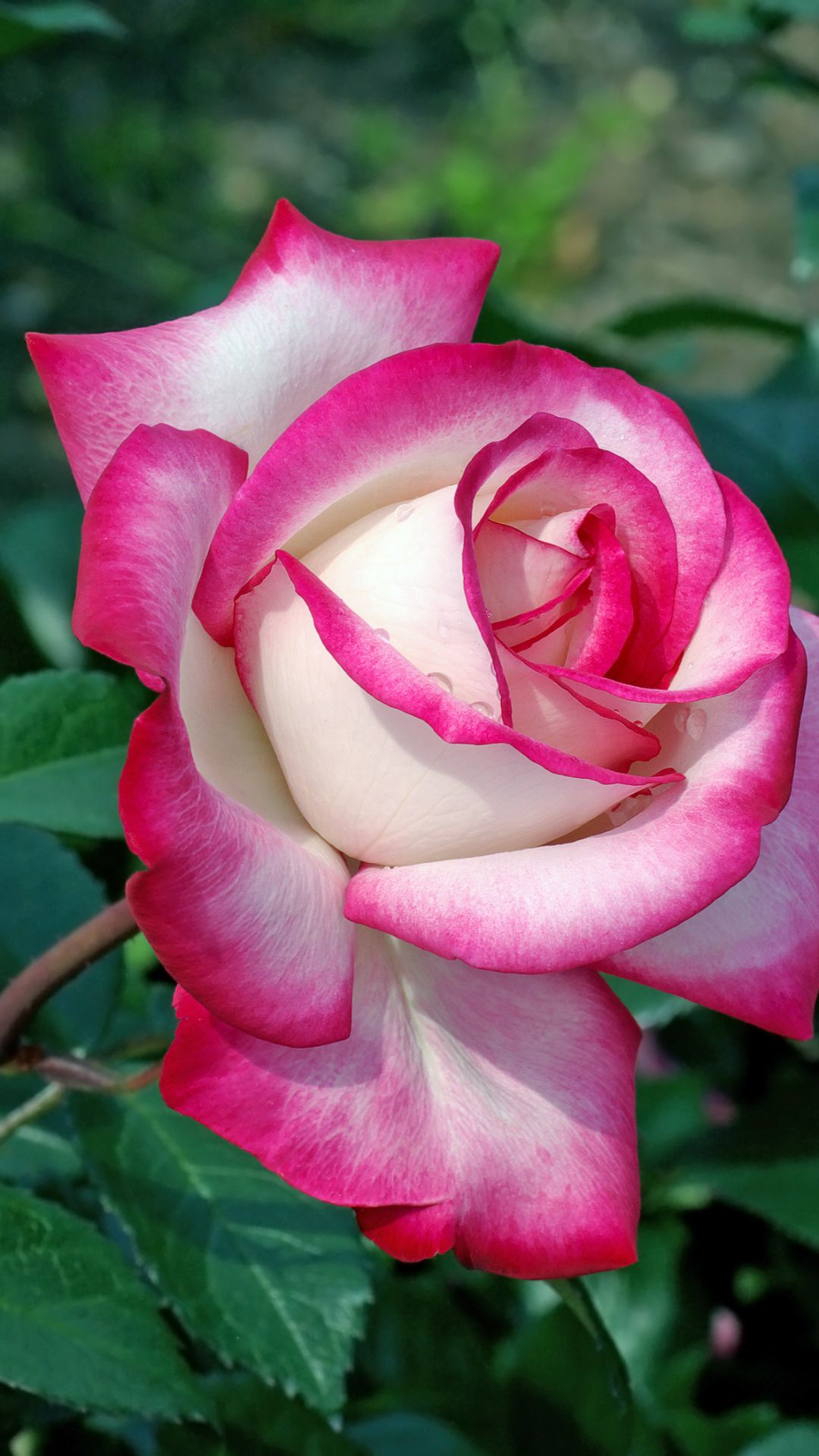 Роза чайно-гибридная (Rosa Honolulu)
