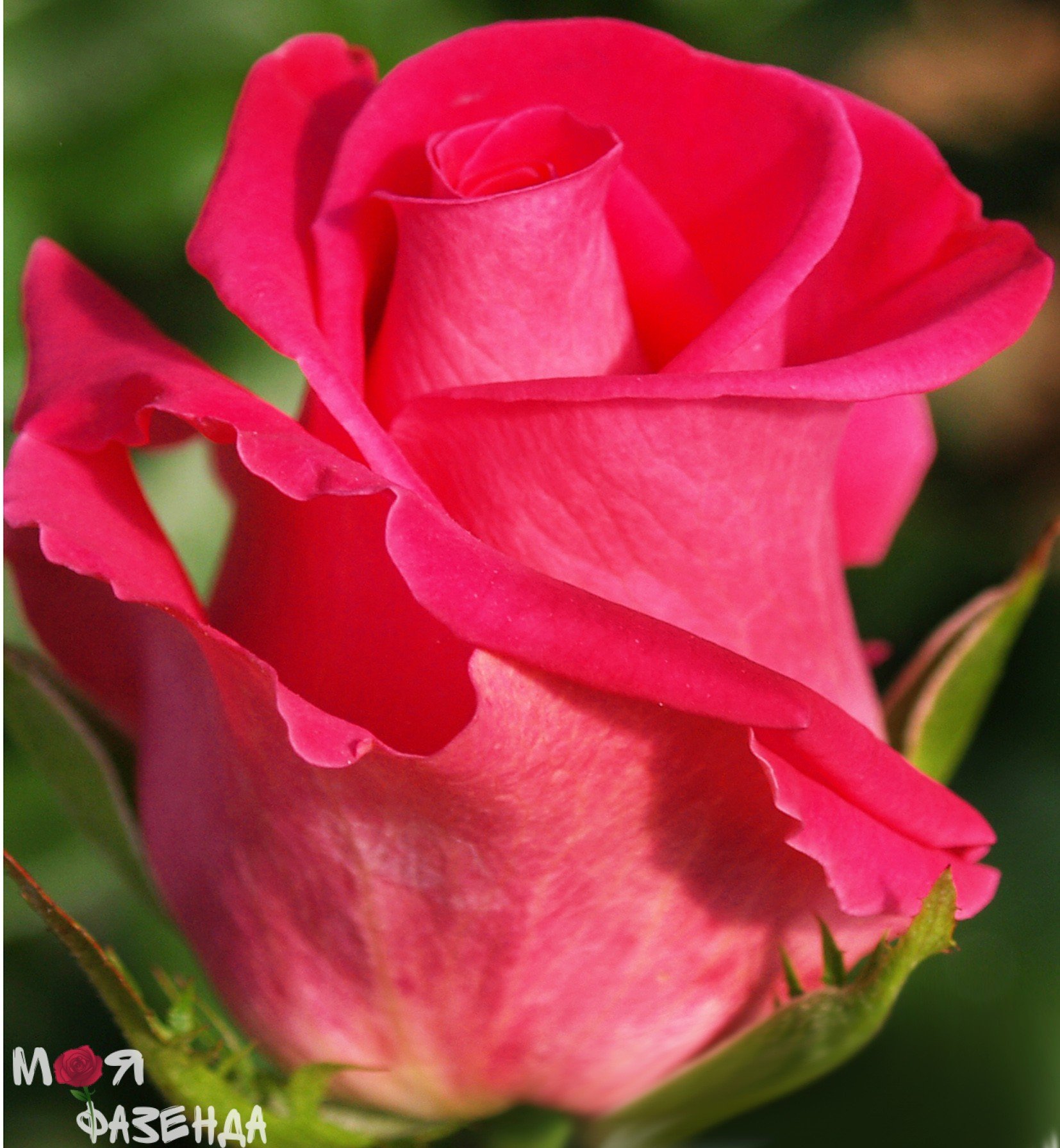 Роза чайно-гибридная Равель