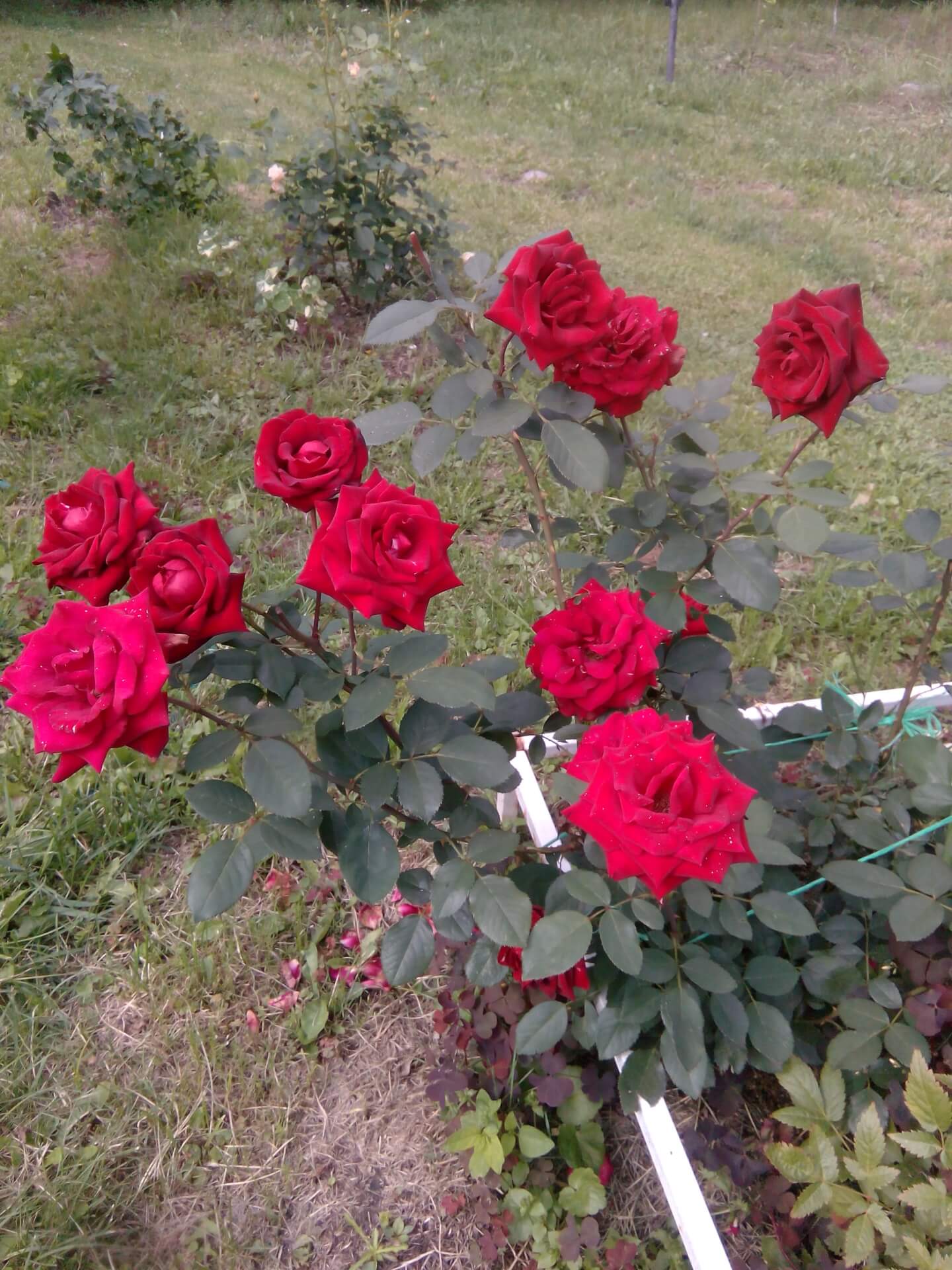 Burgund 81 роза