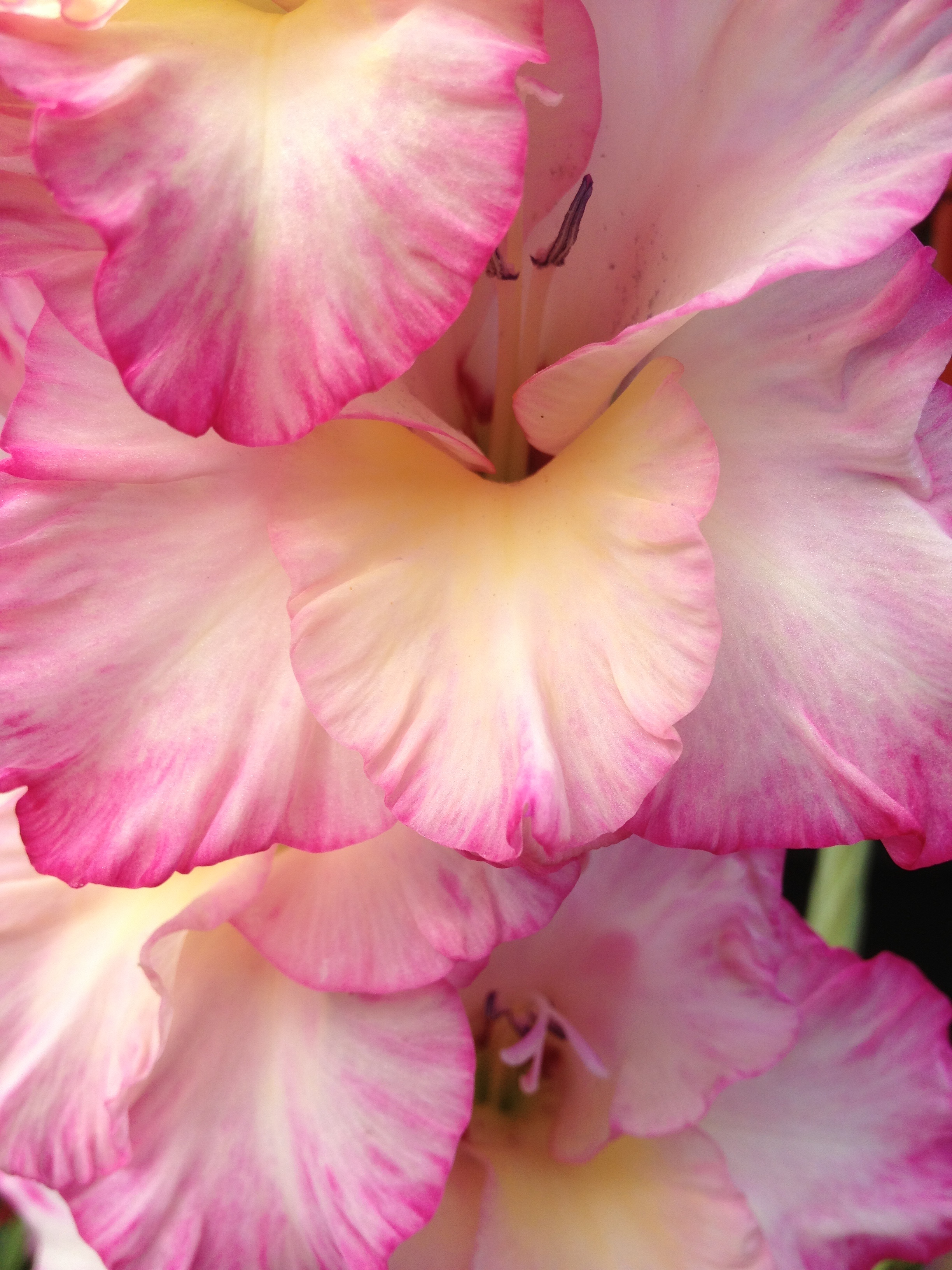 Гладиолус роуз суприм фото и описание сорта