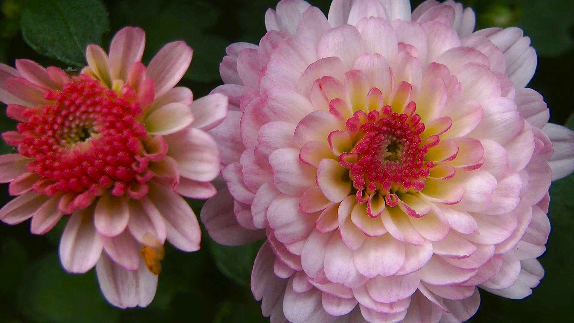 Хризантема пастела Роуз