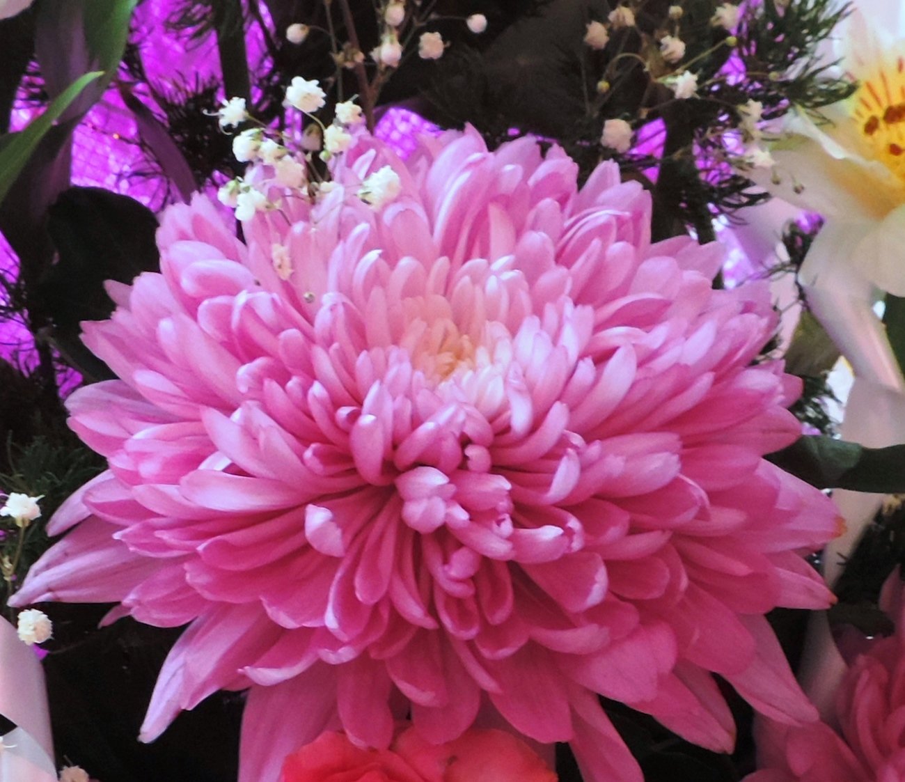 Хризантема розовый фламинго фото и описание сорта