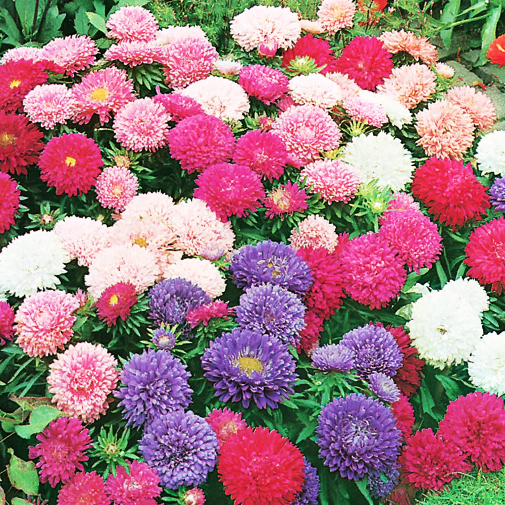 Астра мацумото фото цветов на клумбе