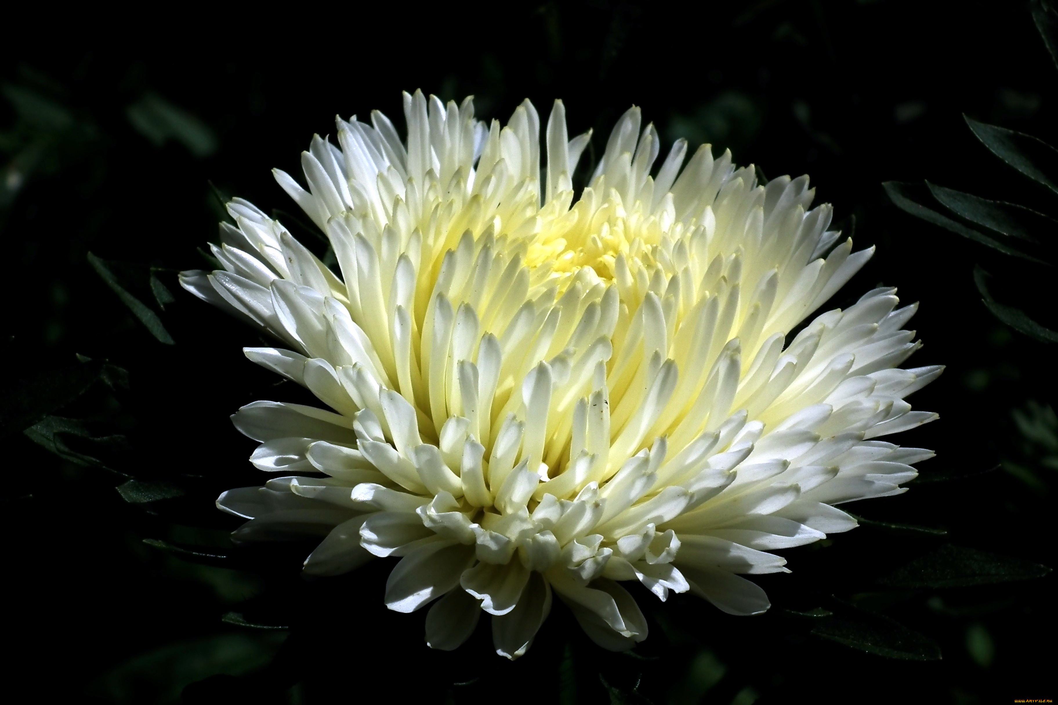 Астра белая цветок