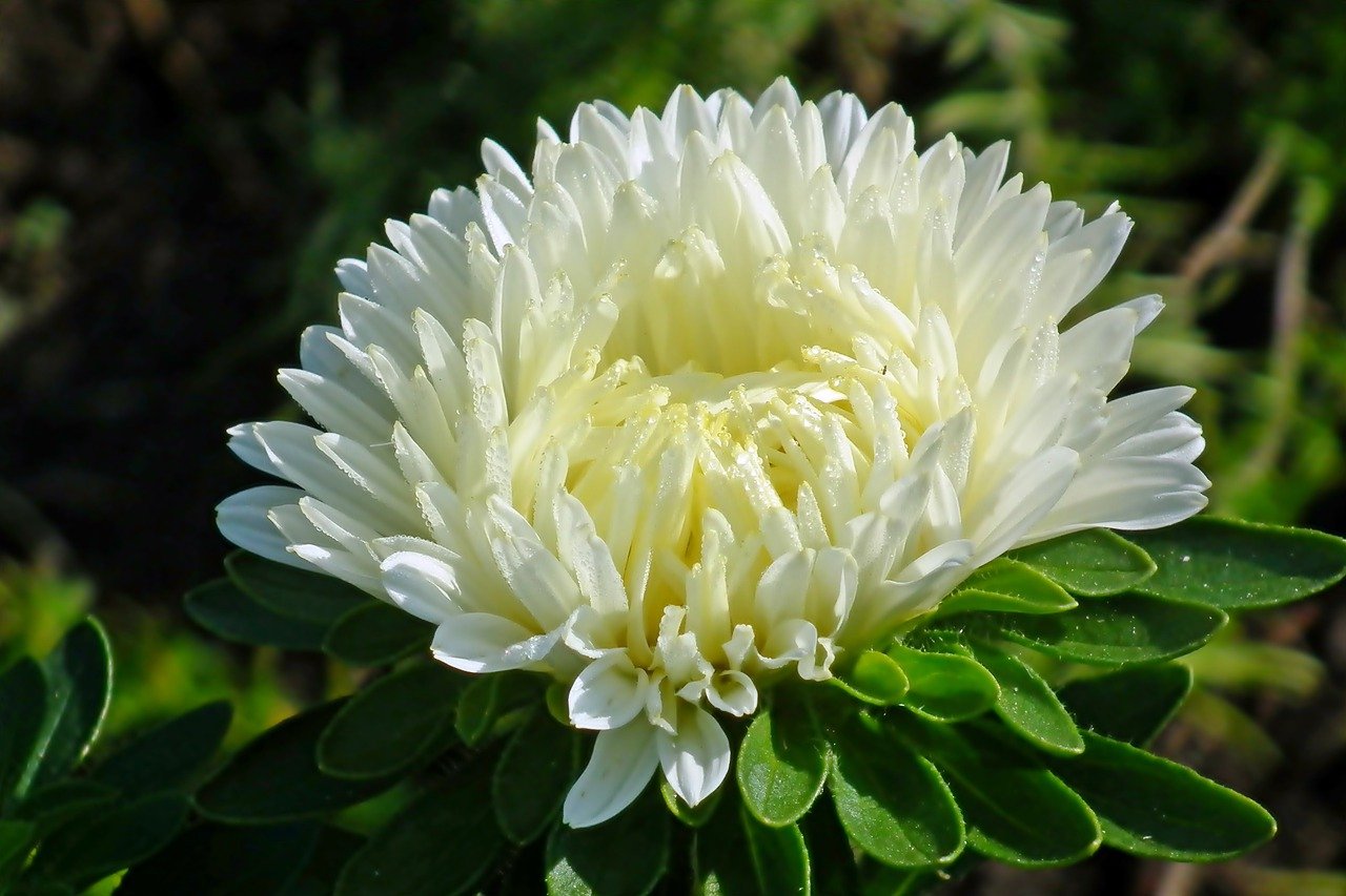 Астер белый цветок