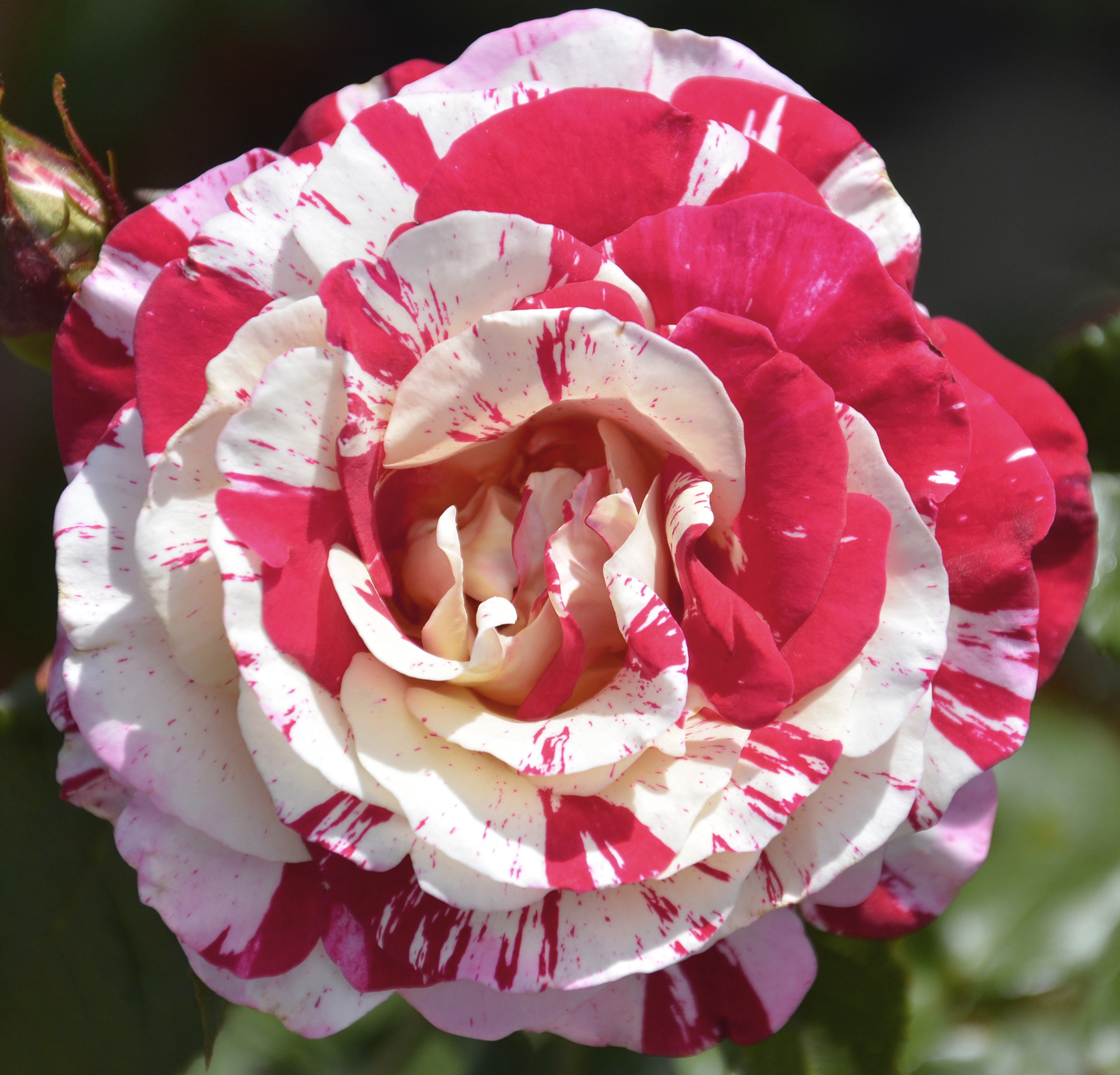 Роза капабилити фото и описание
